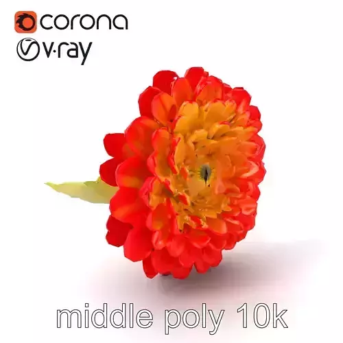 Ranunculus Bicolor Flower Detailed Model Pack