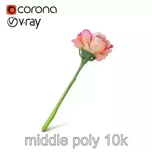 Realistic Ranunculus Flower High-Detail Model Pack