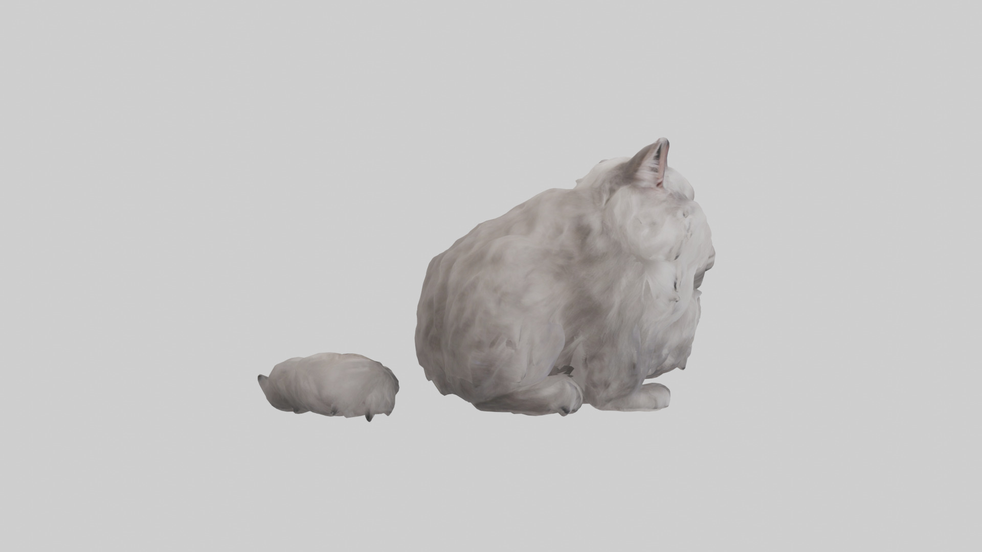 Persian Cat grooming model Low-poly 3D model_13