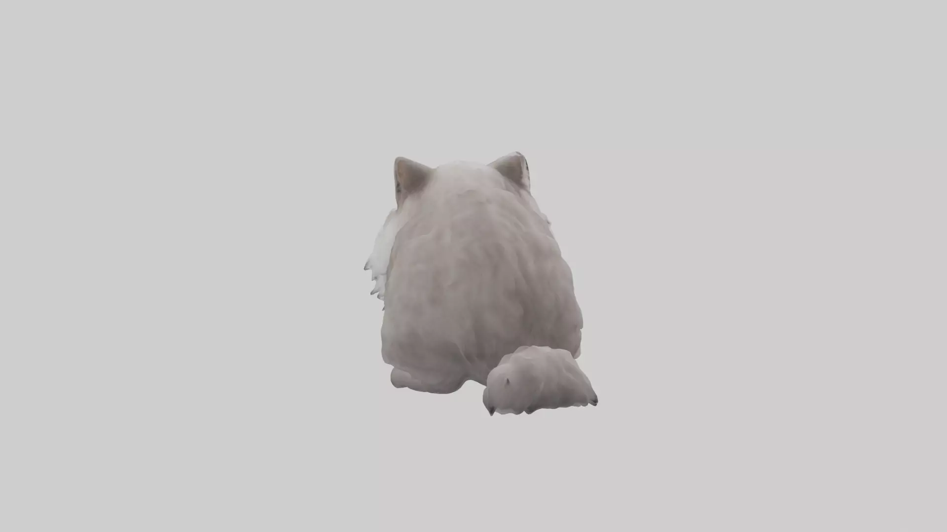 Persian Cat grooming model Low-poly 3D model_0