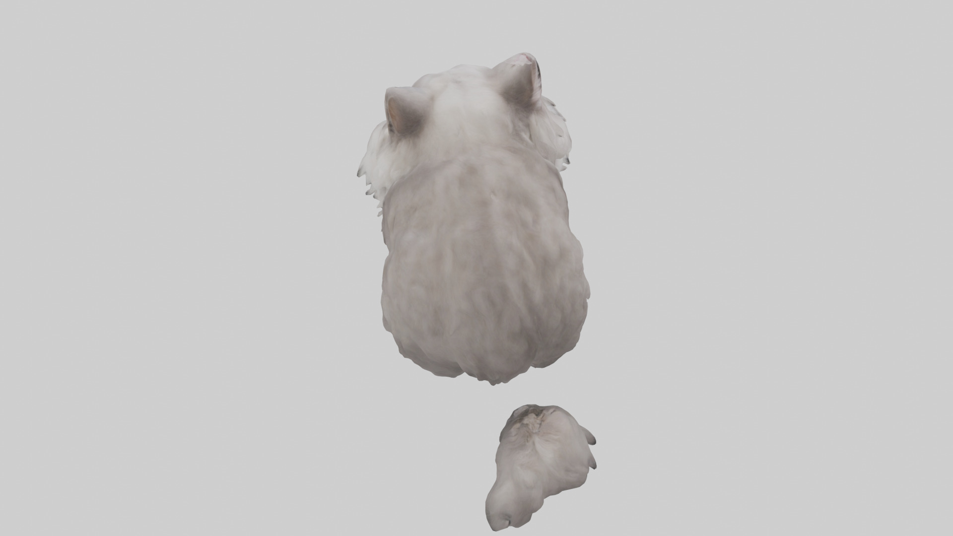 Persian Cat grooming model Low-poly 3D model_15