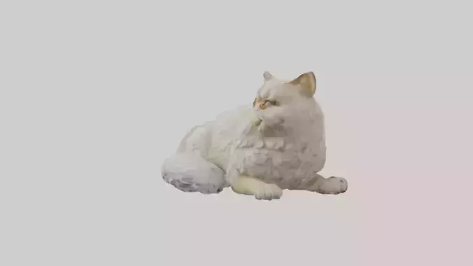 Persian Cat resting model