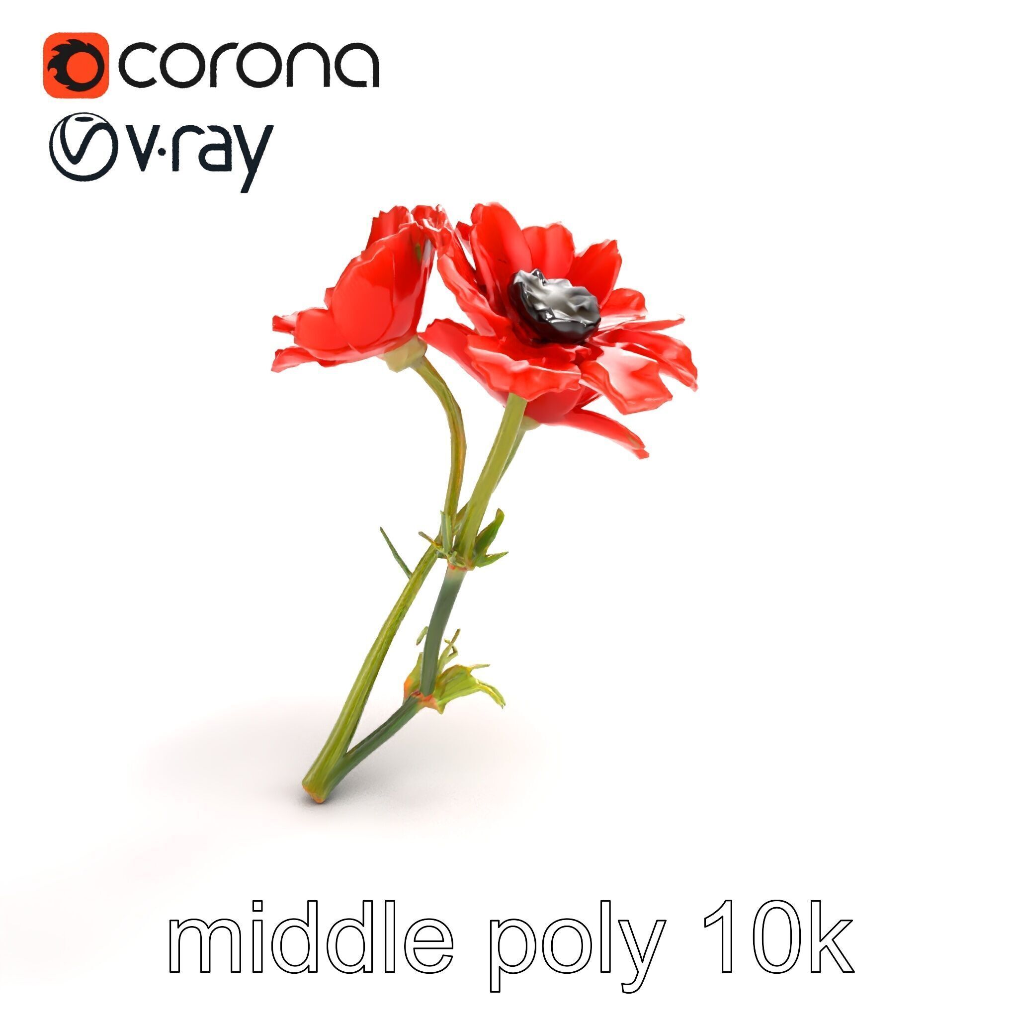 Papaver Minor Small Flower Model Pack Low-poly 3D model_7