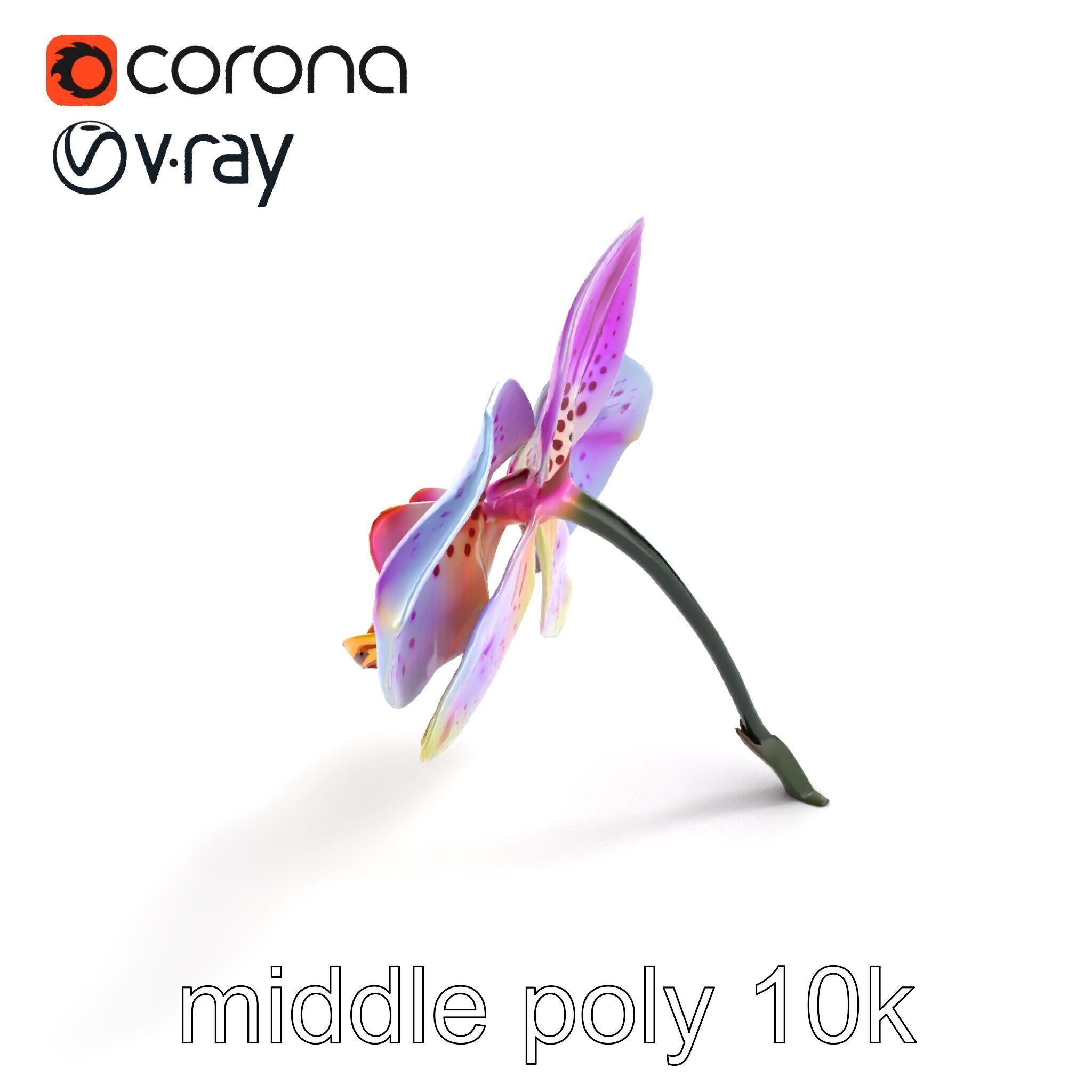 Vanda Orchid Flower Realistic 3D Model Pack Low-poly 3D model_7