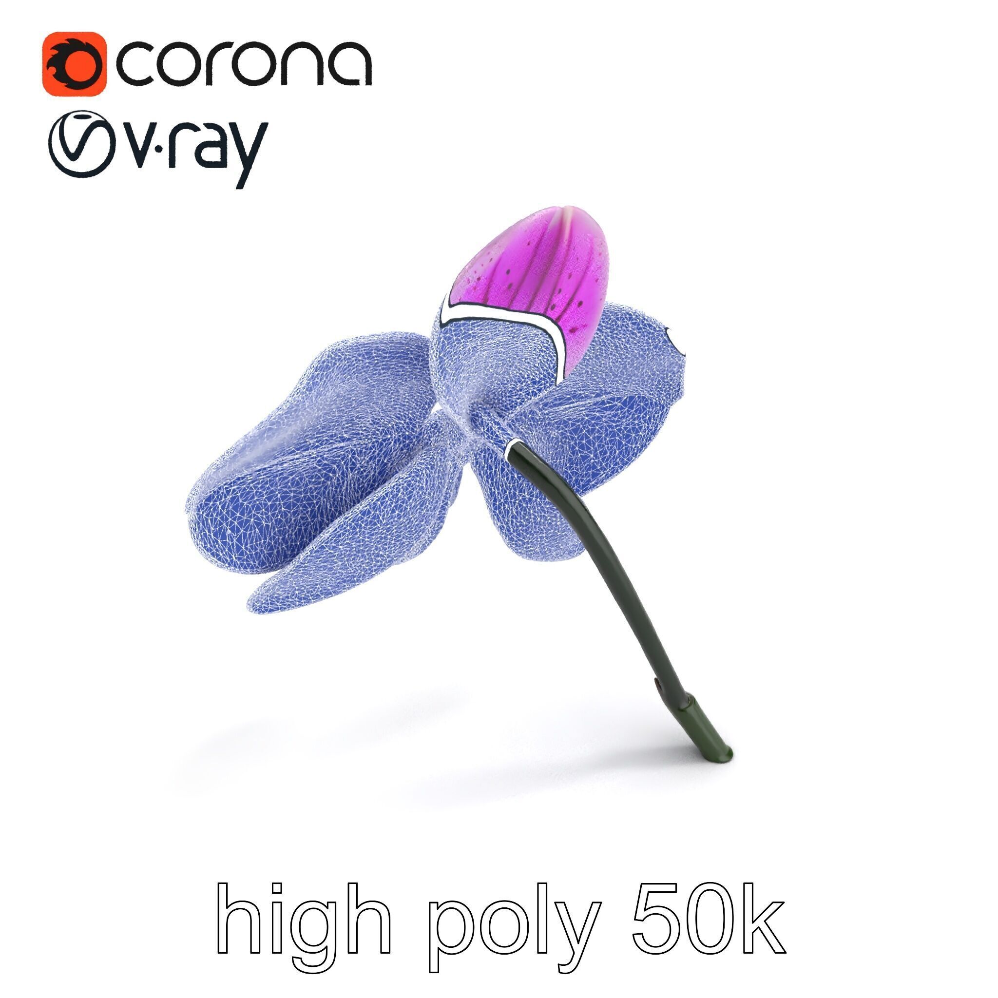 Vanda Orchid Flower Realistic 3D Model Pack Low-poly 3D model_30
