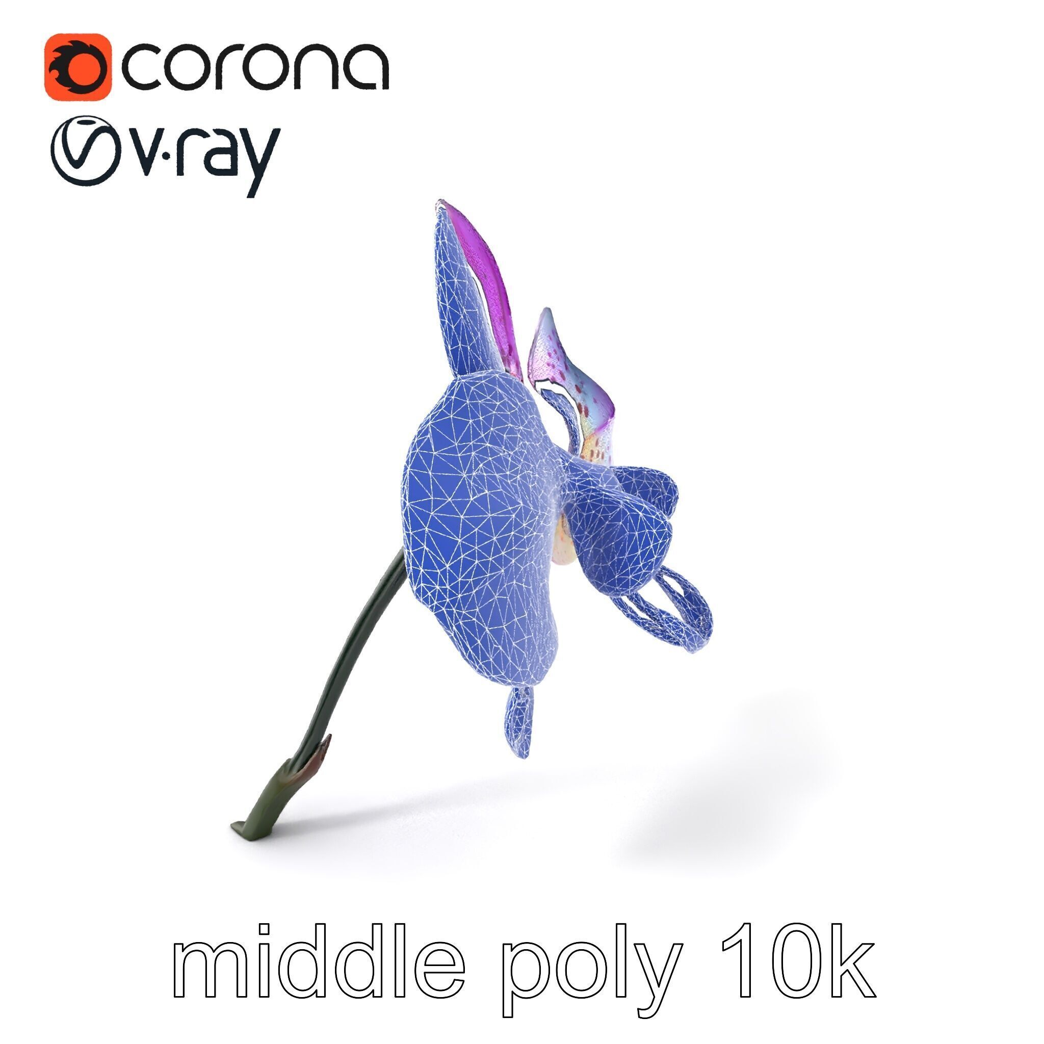 Vanda Orchid Flower Realistic 3D Model Pack Low-poly 3D model_5