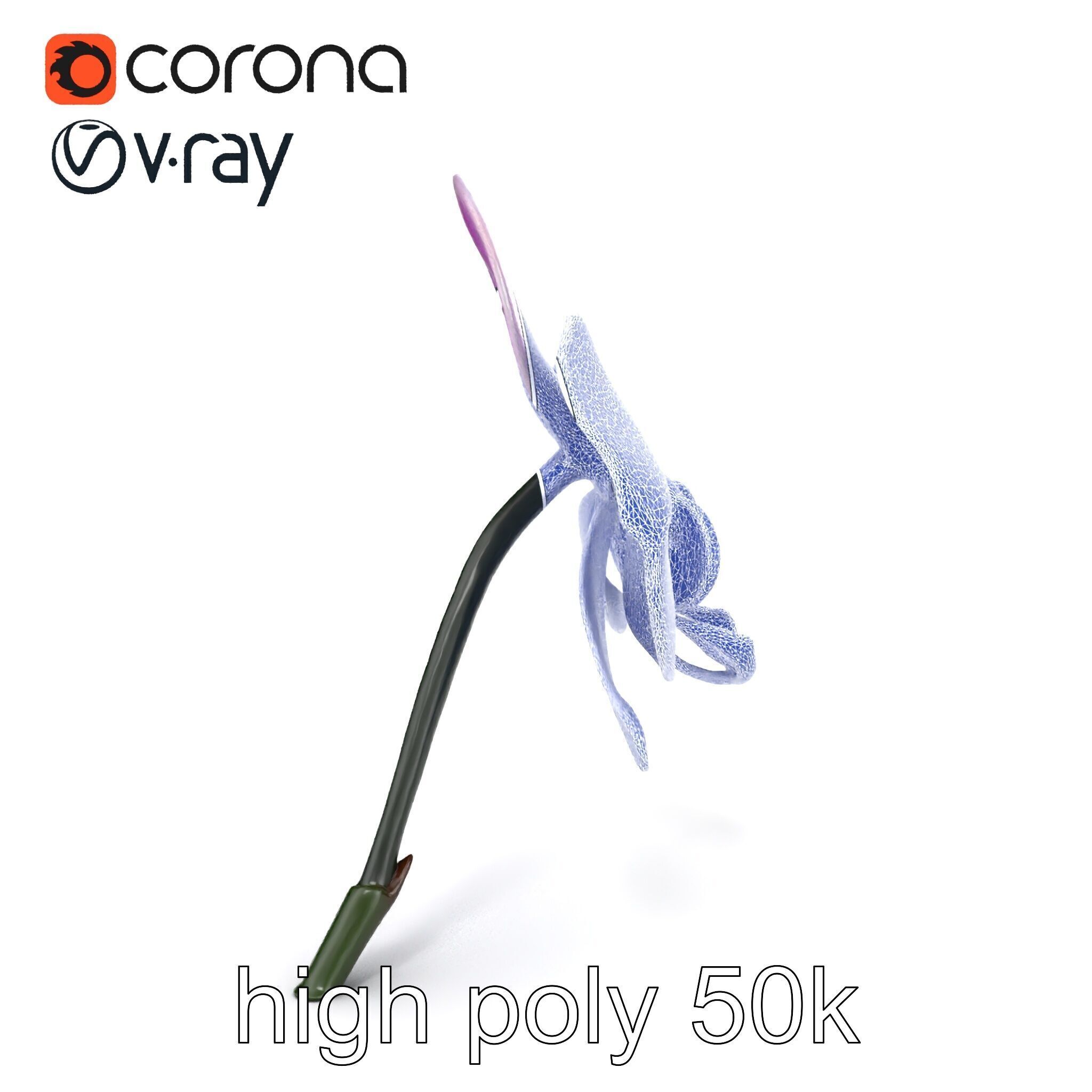 Vanda Orchid Flower Realistic 3D Model Pack Low-poly 3D model_21