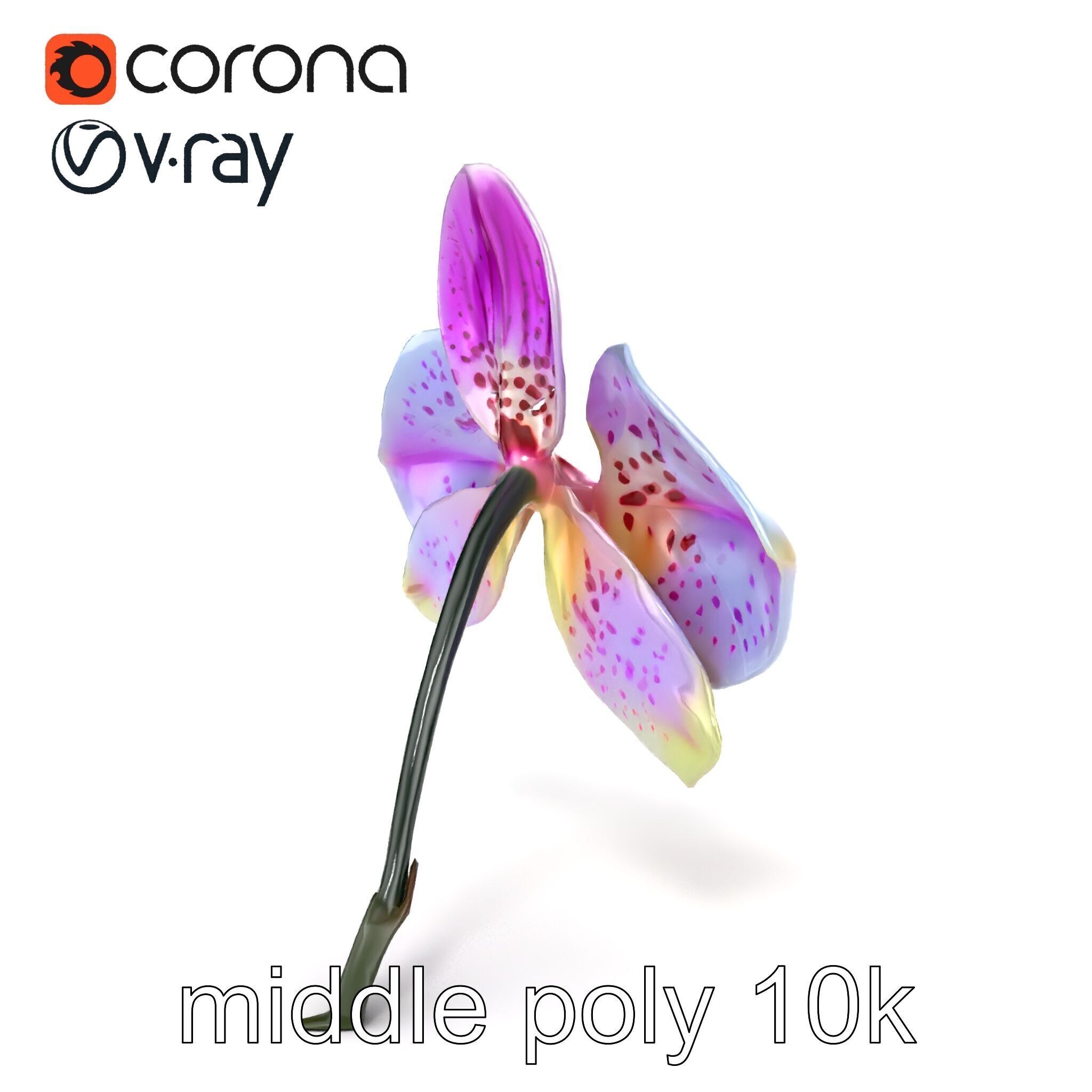 Vanda Orchid Flower Realistic 3D Model Pack Low-poly 3D model_26