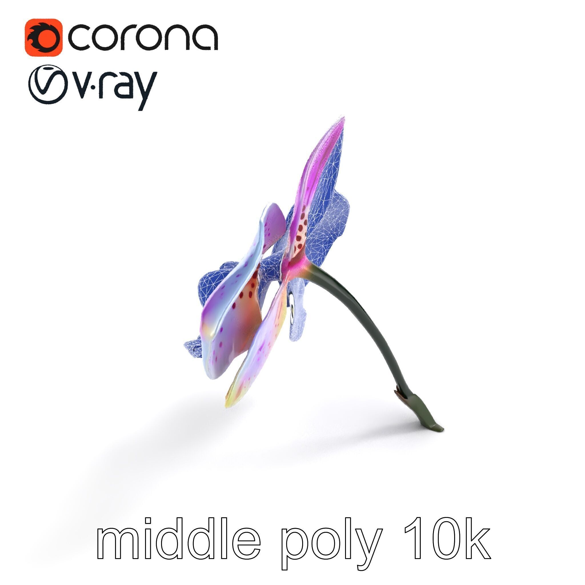 Vanda Orchid Flower Realistic 3D Model Pack Low-poly 3D model_11