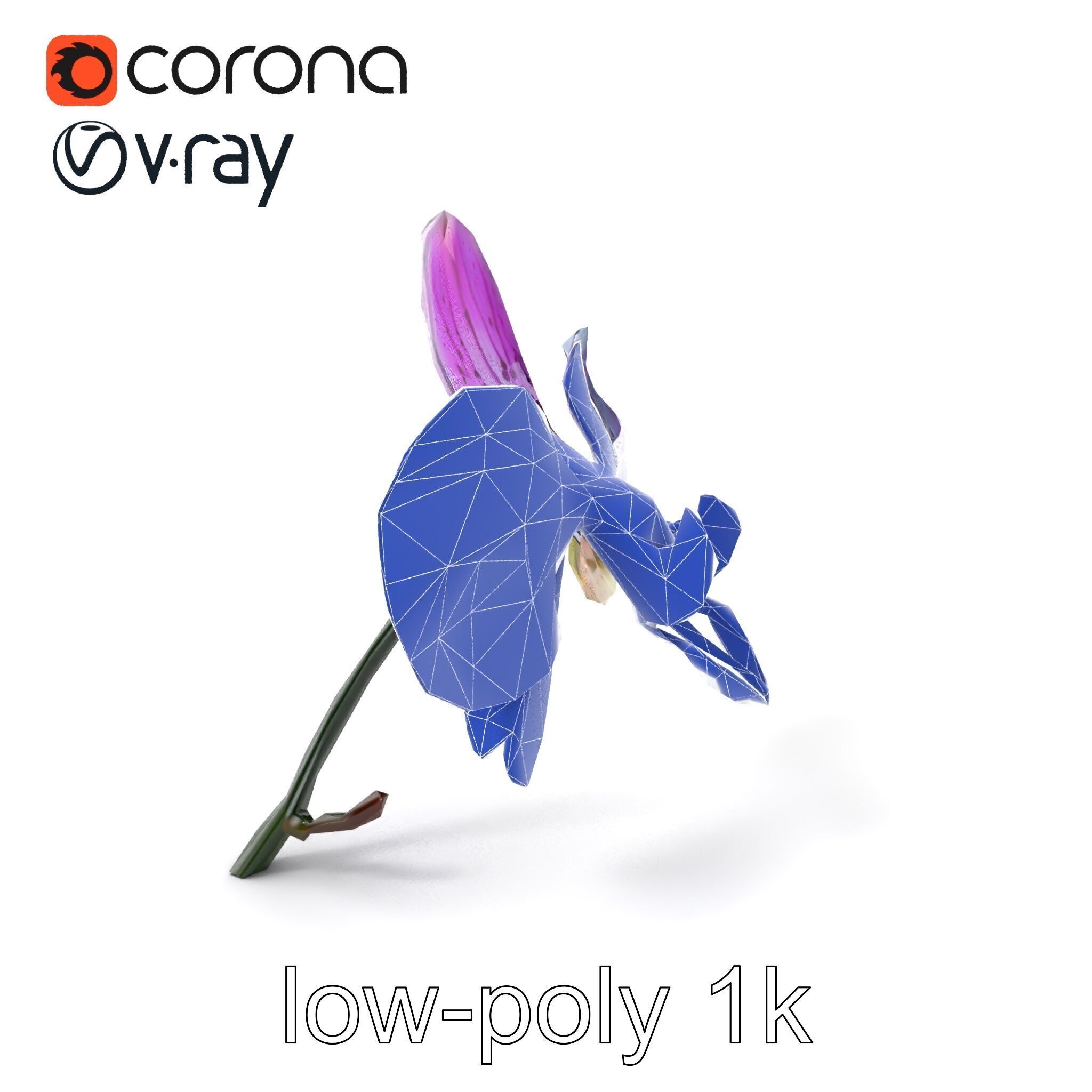 Vanda Orchid Flower Realistic 3D Model Pack Low-poly 3D model_6