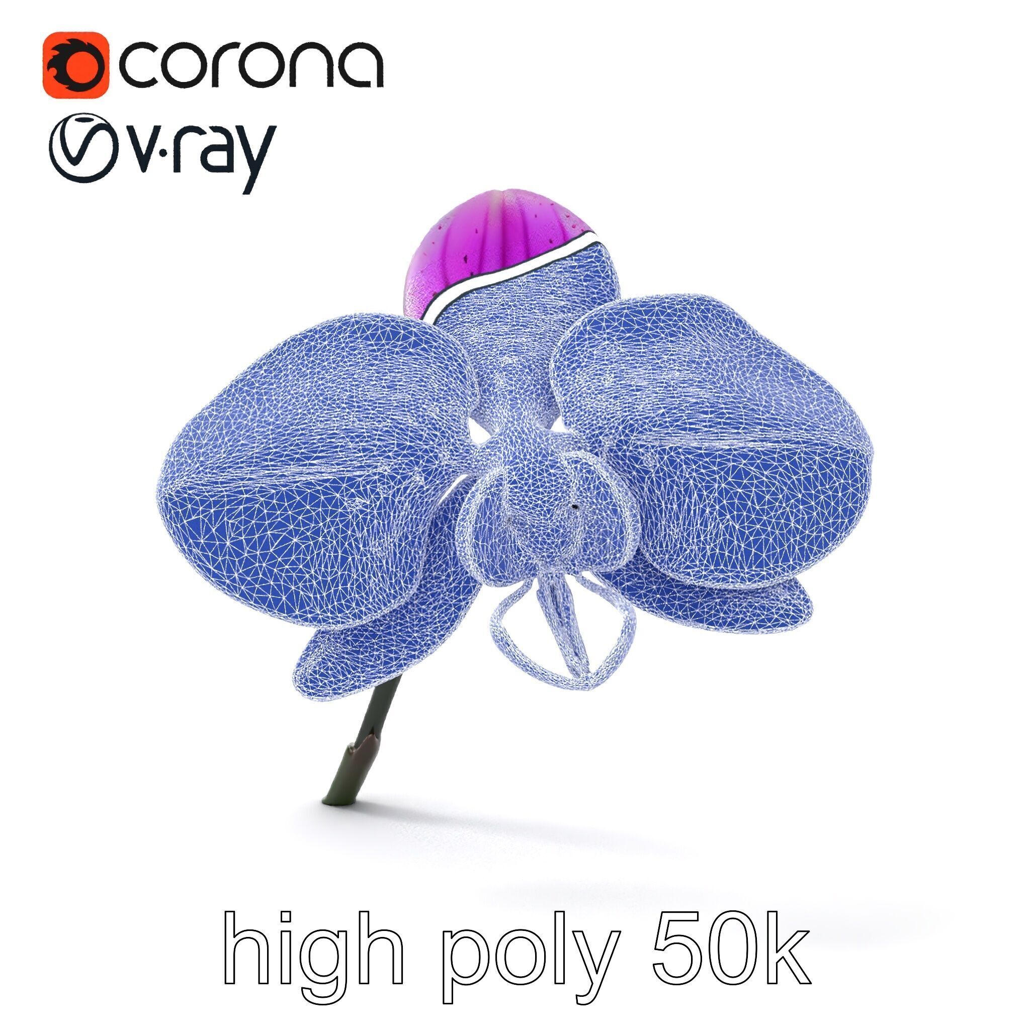 Vanda Orchid Flower Realistic 3D Model Pack Low-poly 3D model_15