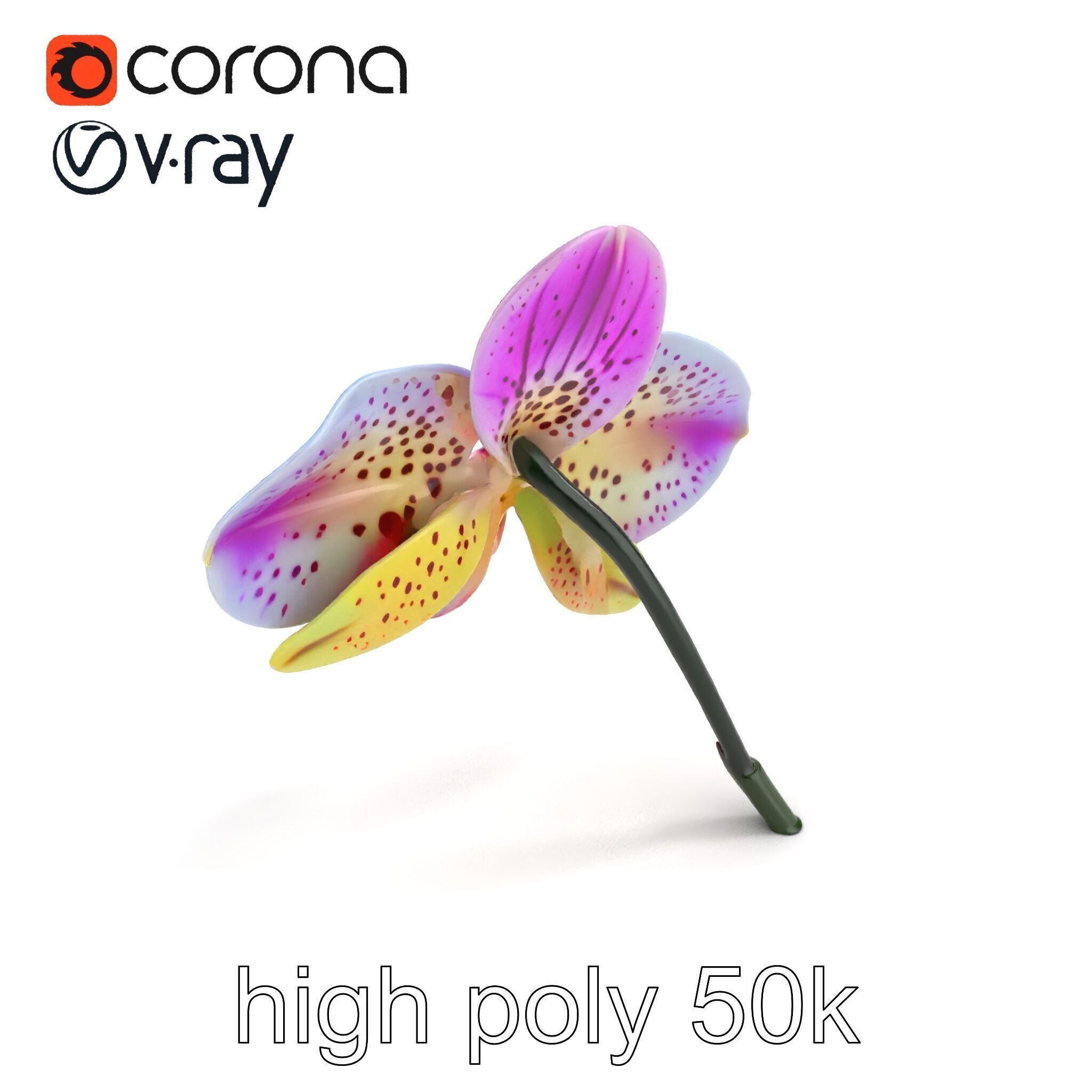 Vanda Orchid Flower Realistic 3D Model Pack Low-poly 3D model_9