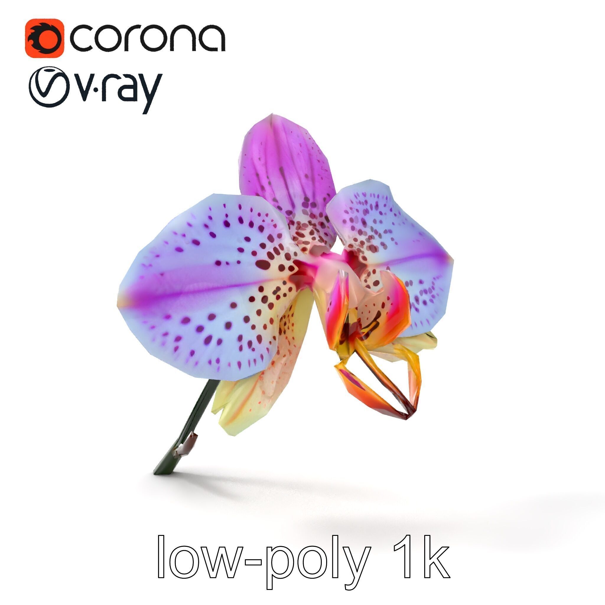 Vanda Orchid Flower Realistic 3D Model Pack Low-poly 3D model_24