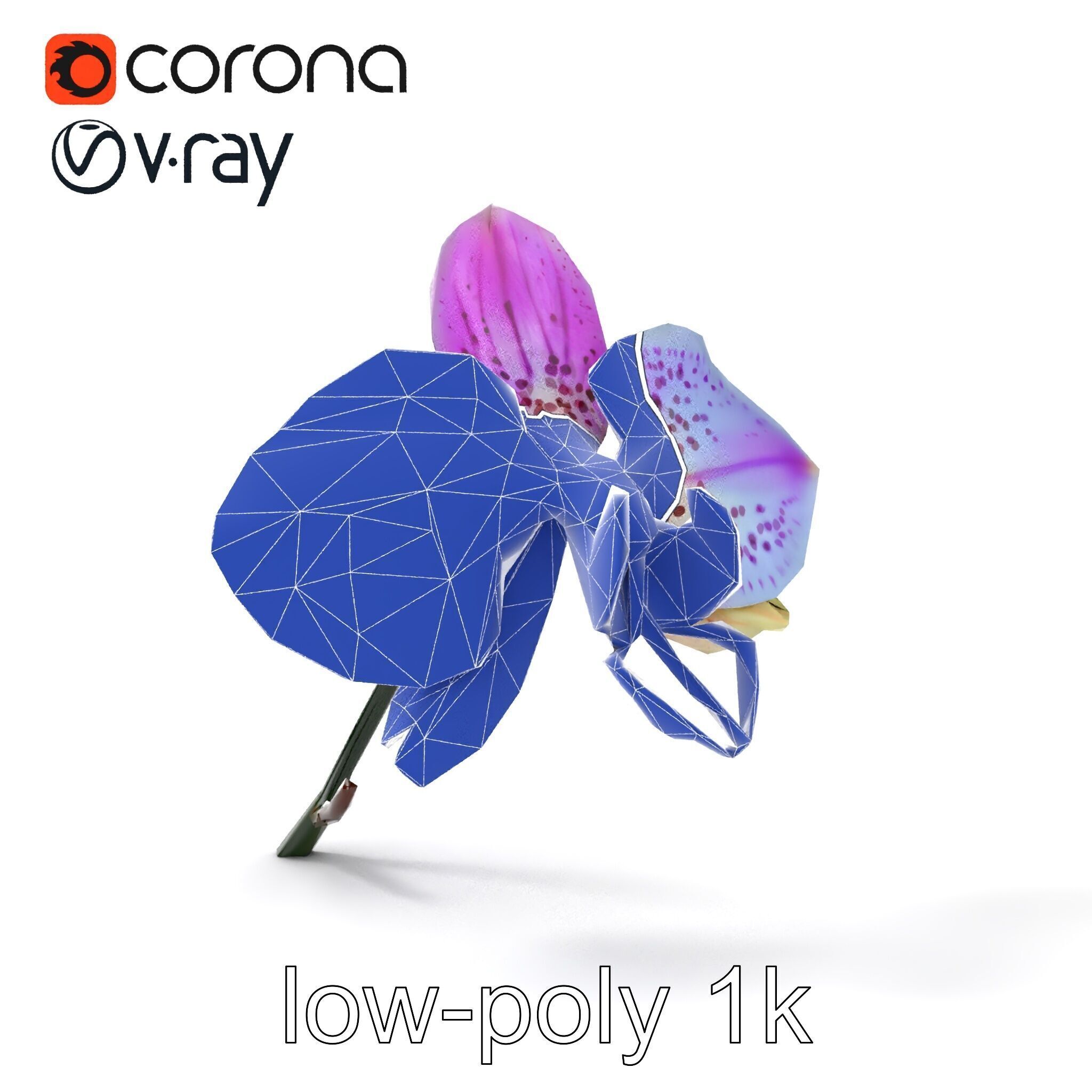 Vanda Orchid Flower Realistic 3D Model Pack Low-poly 3D model_22