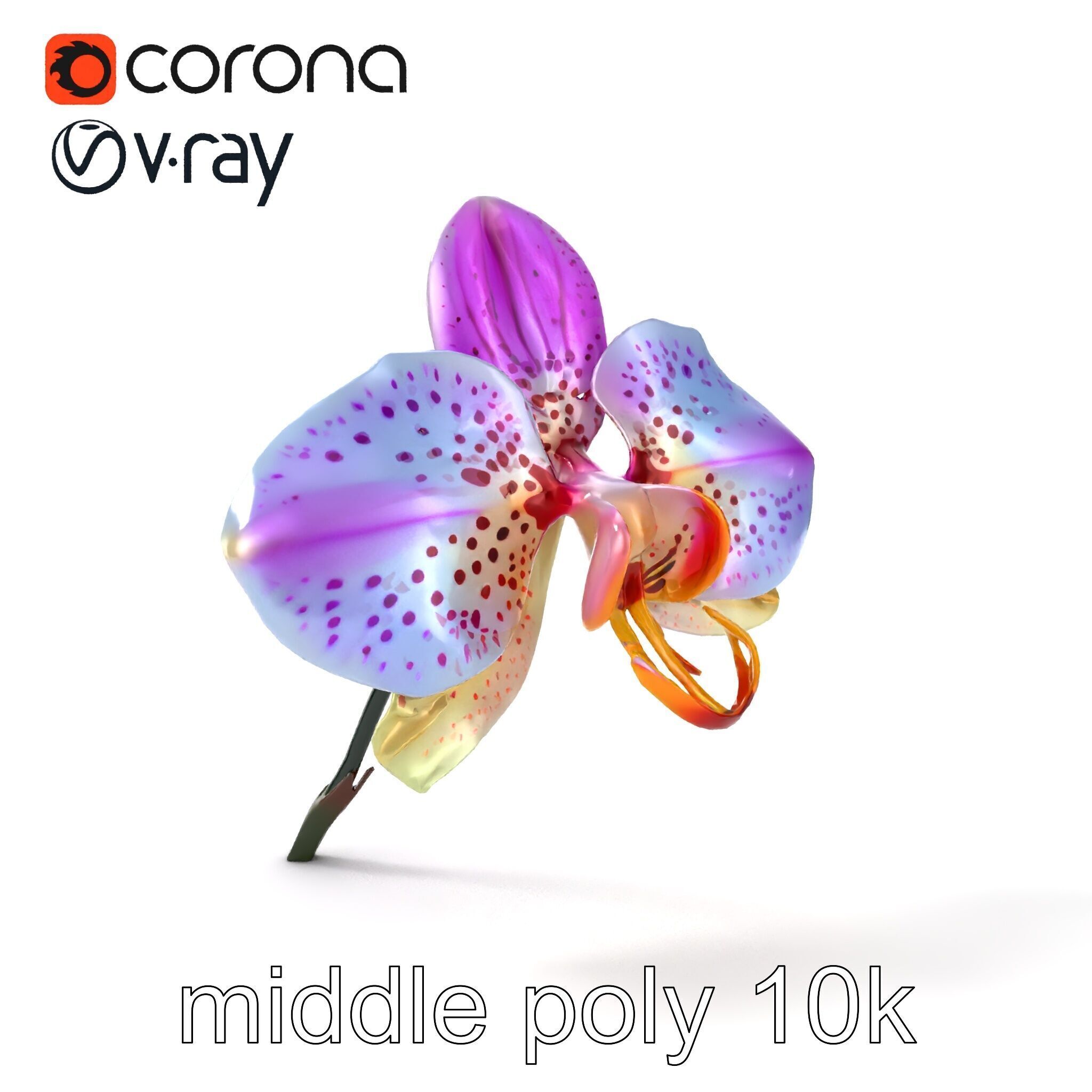 Vanda Orchid Flower Realistic 3D Model Pack Low-poly 3D model_17