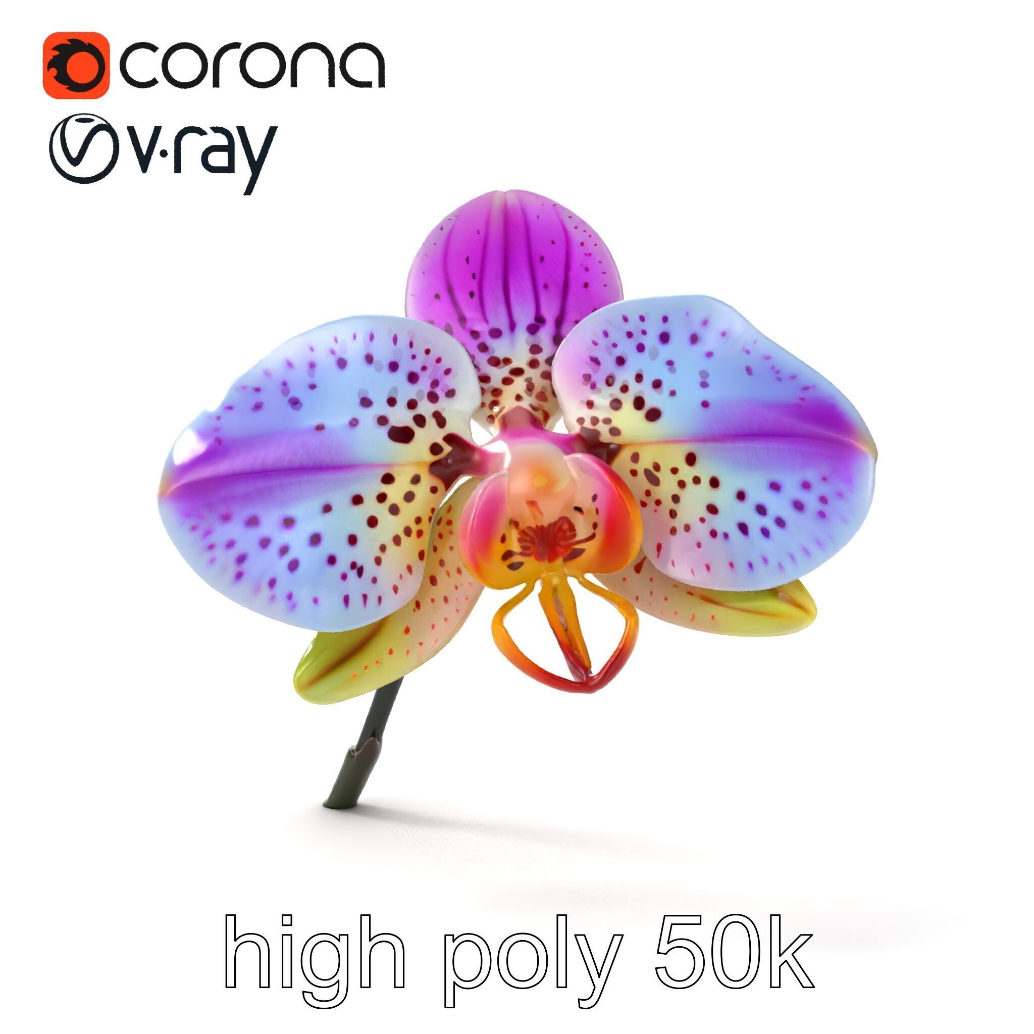 Vanda Orchid Flower Realistic 3D Model Pack Low-poly 3D model_27