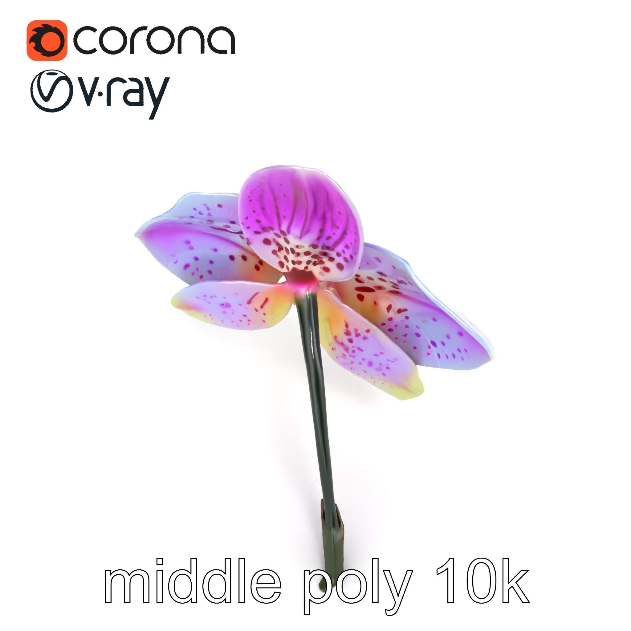 Vanda Orchid Flower Realistic 3D Model Pack Low-poly 3D model_28