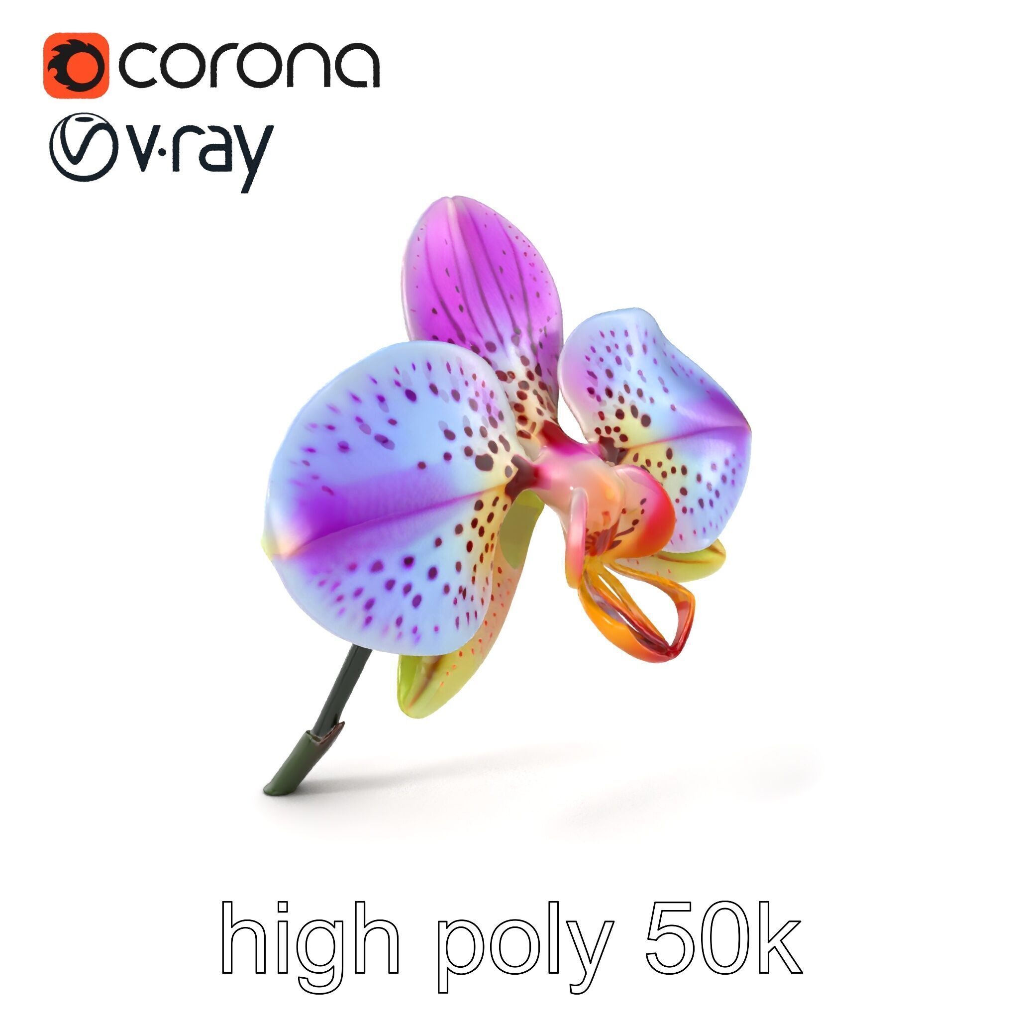 Vanda Orchid Flower Realistic 3D Model Pack Low-poly 3D model_2