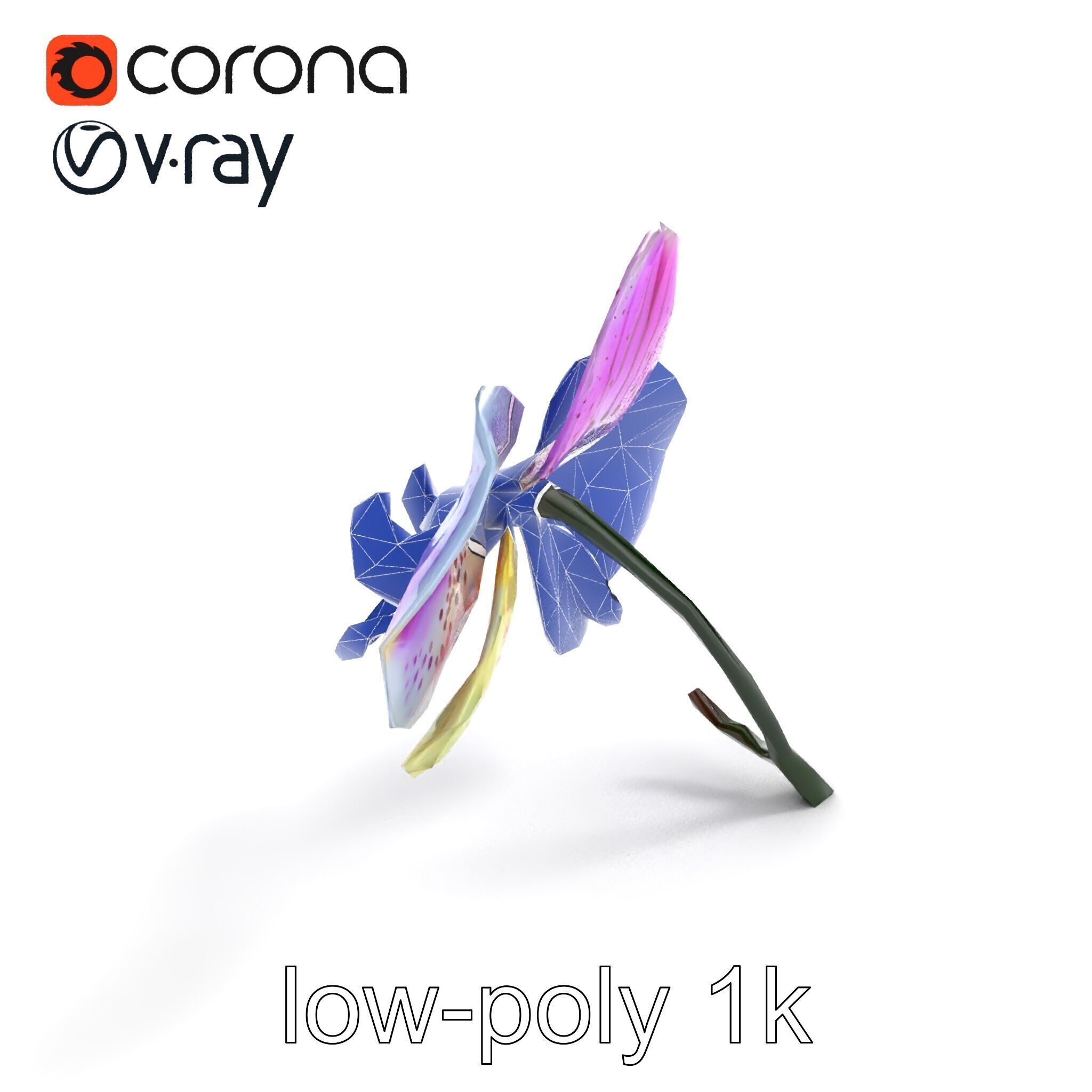 Vanda Orchid Flower Realistic 3D Model Pack Low-poly 3D model_10