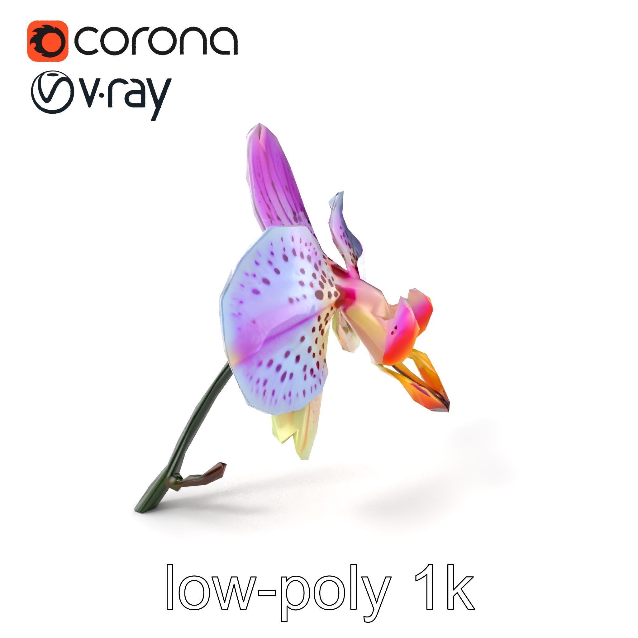 Vanda Orchid Flower Realistic 3D Model Pack Low-poly 3D model_4