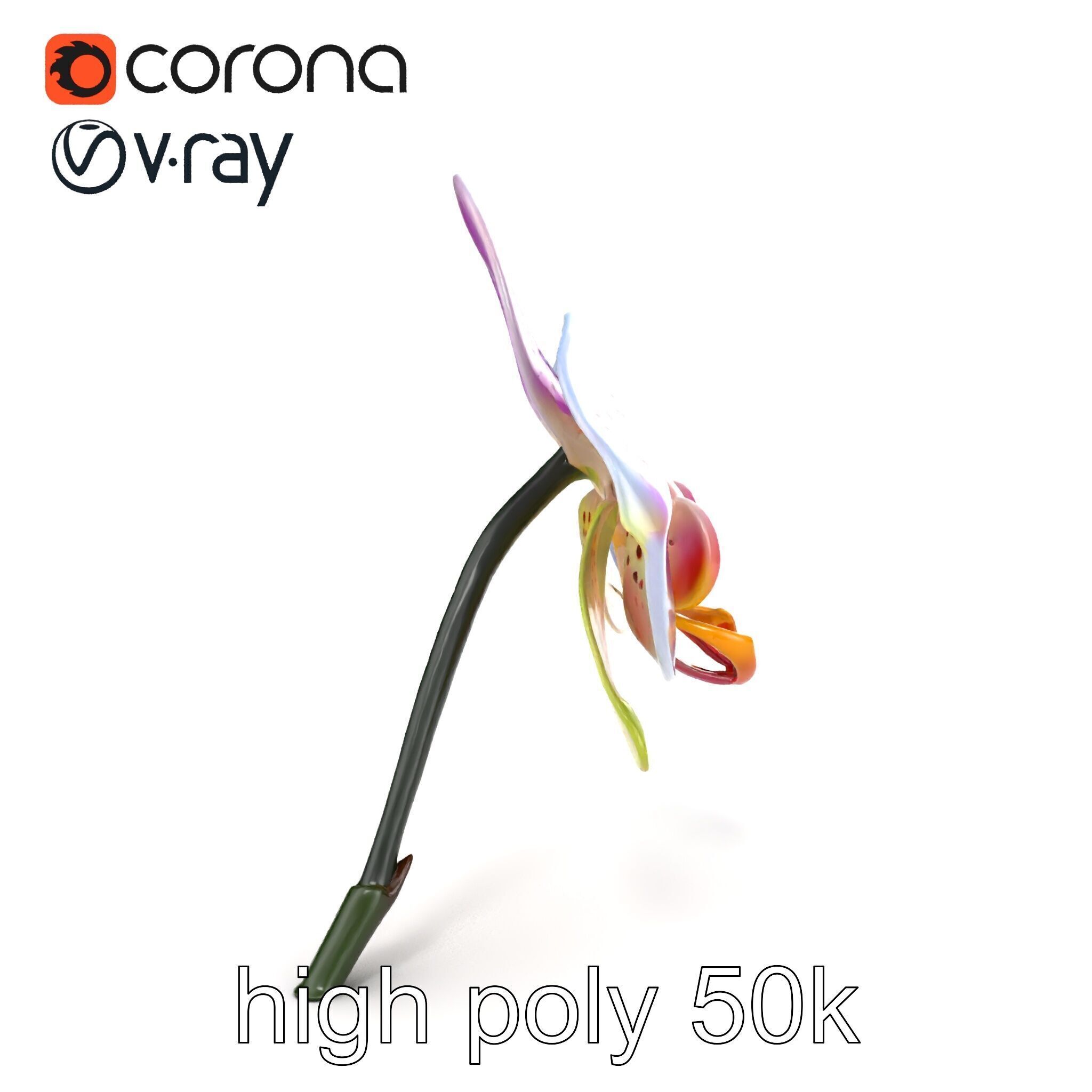 Vanda Orchid Flower Realistic 3D Model Pack Low-poly 3D model_20