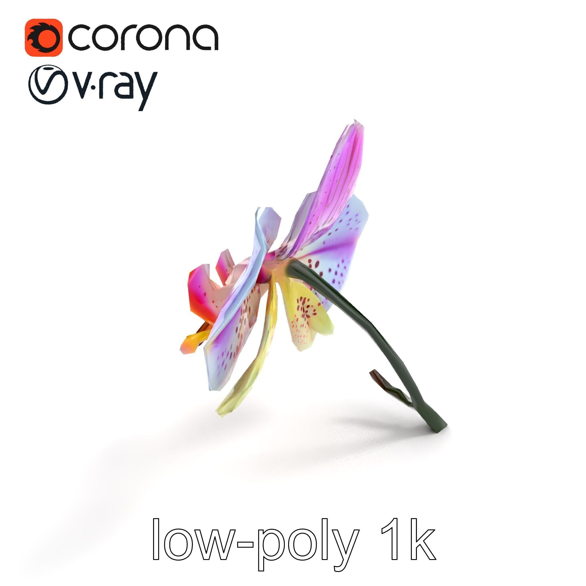 Vanda Orchid Flower Realistic 3D Model Pack Low-poly 3D model_8