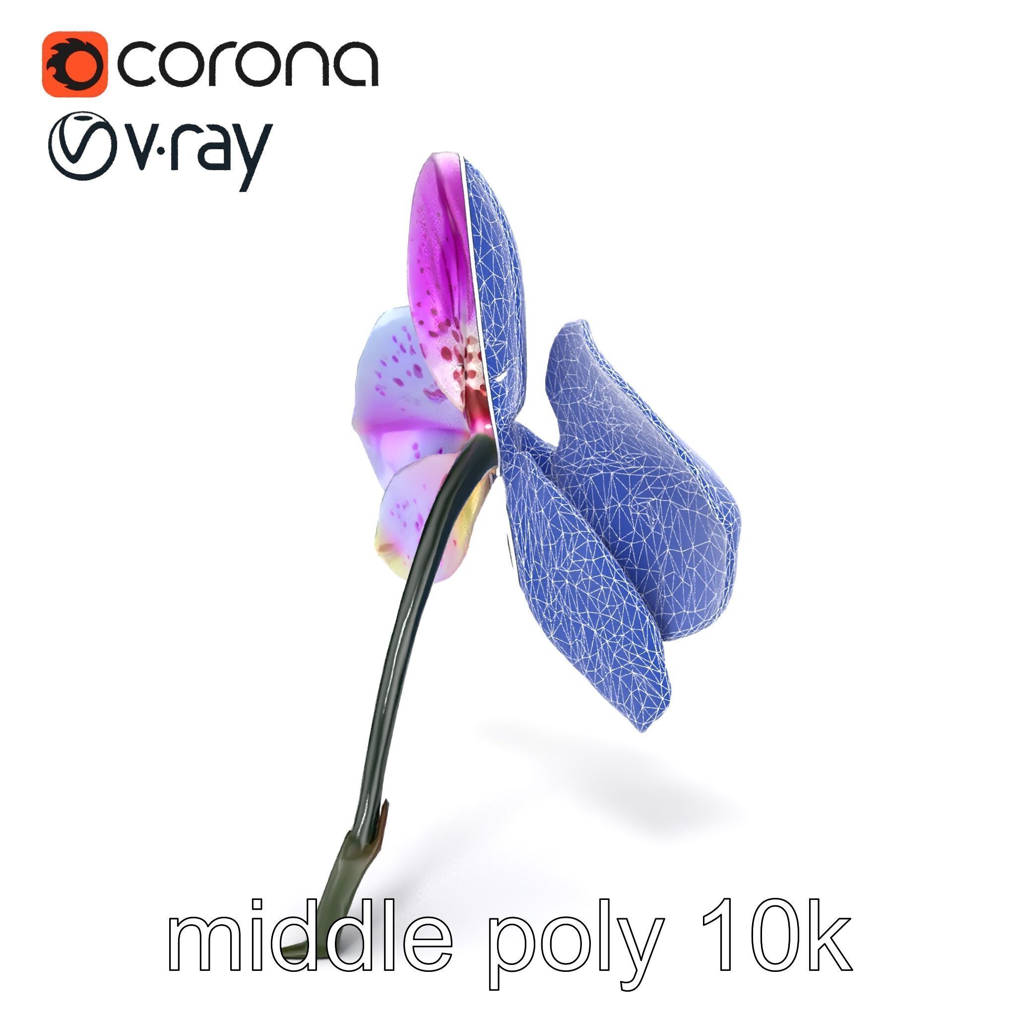 Vanda Orchid Flower Realistic 3D Model Pack Low-poly 3D model_18