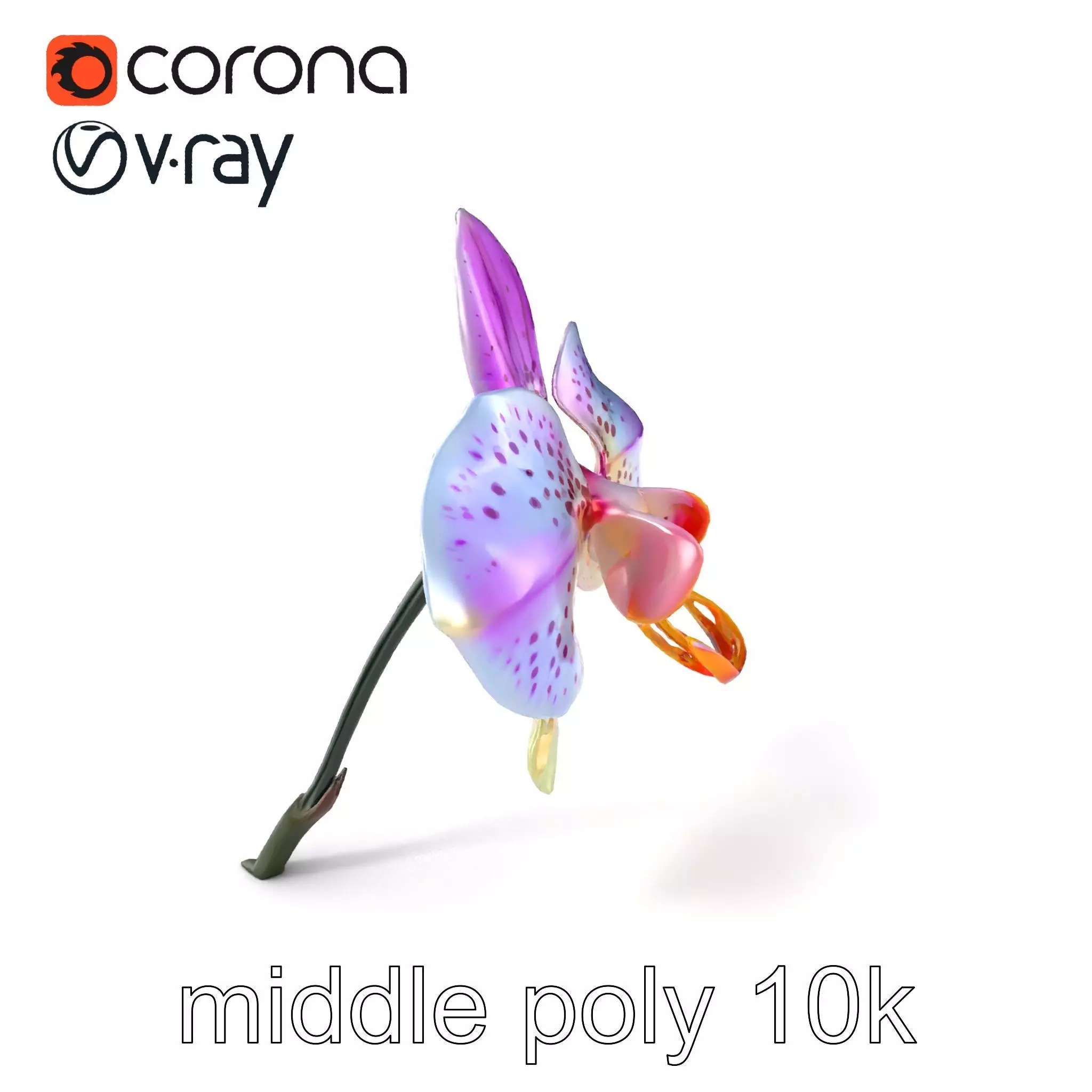 Vanda Orchid Flower Realistic 3D Model Pack Low-poly 3D model_0