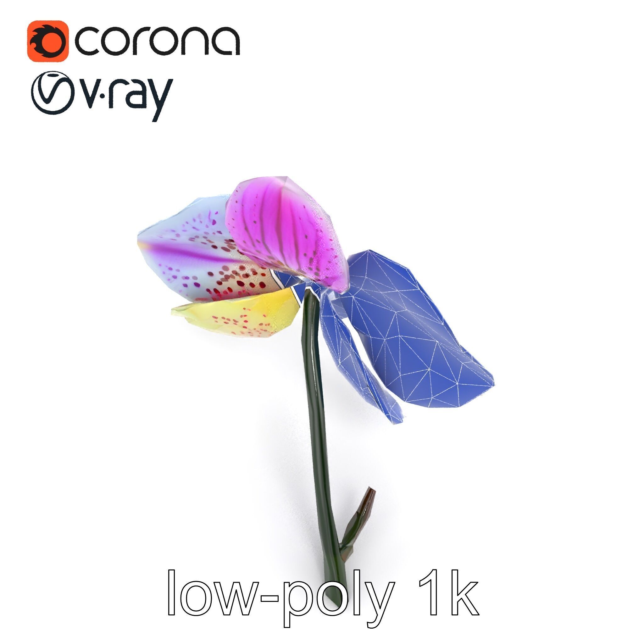 Vanda Orchid Flower Realistic 3D Model Pack Low-poly 3D model_29