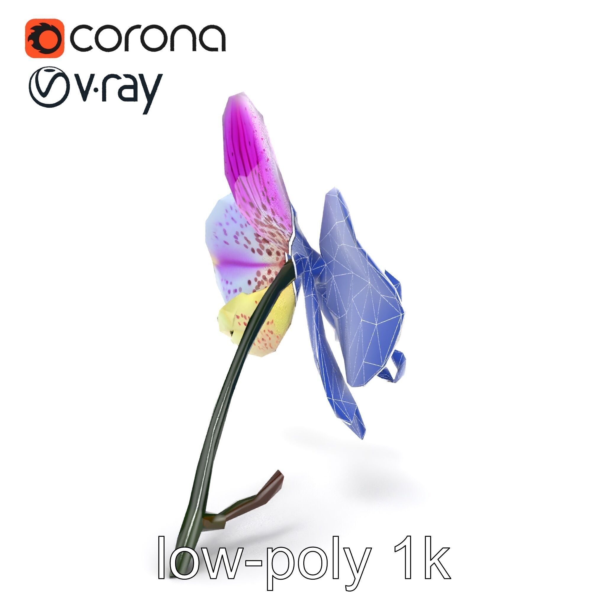 Vanda Orchid Flower Realistic 3D Model Pack Low-poly 3D model_23