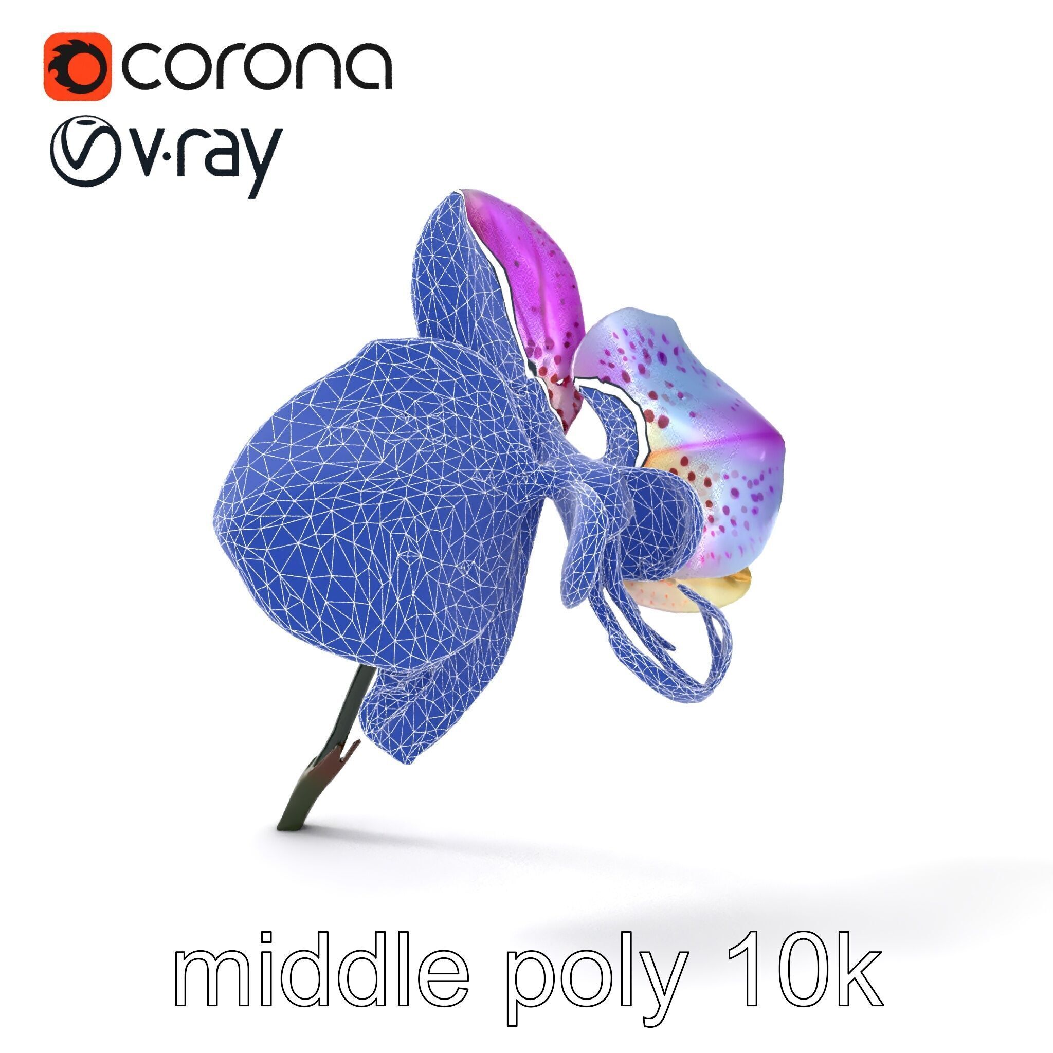 Vanda Orchid Flower Realistic 3D Model Pack Low-poly 3D model_19