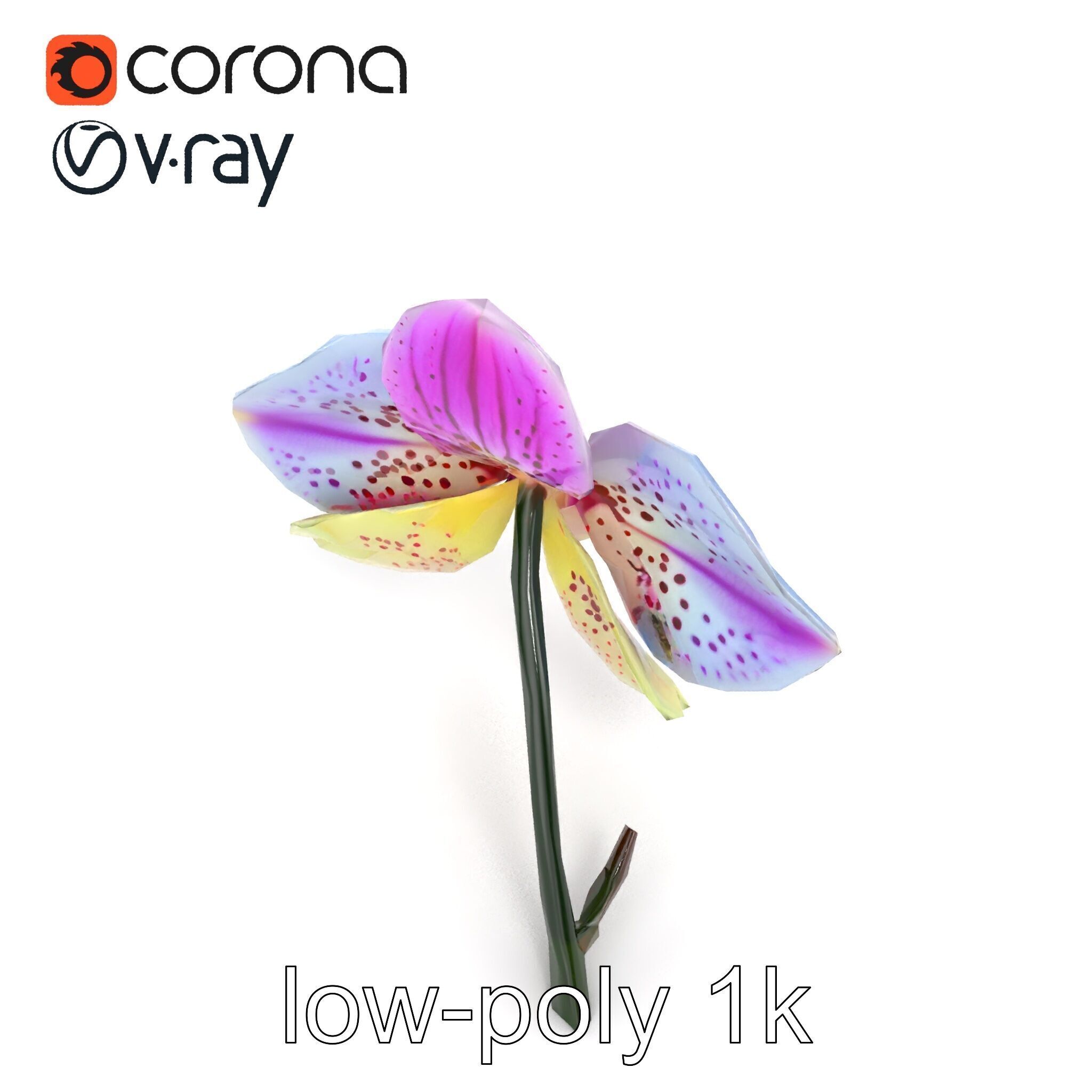 Vanda Orchid Flower Realistic 3D Model Pack Low-poly 3D model_12