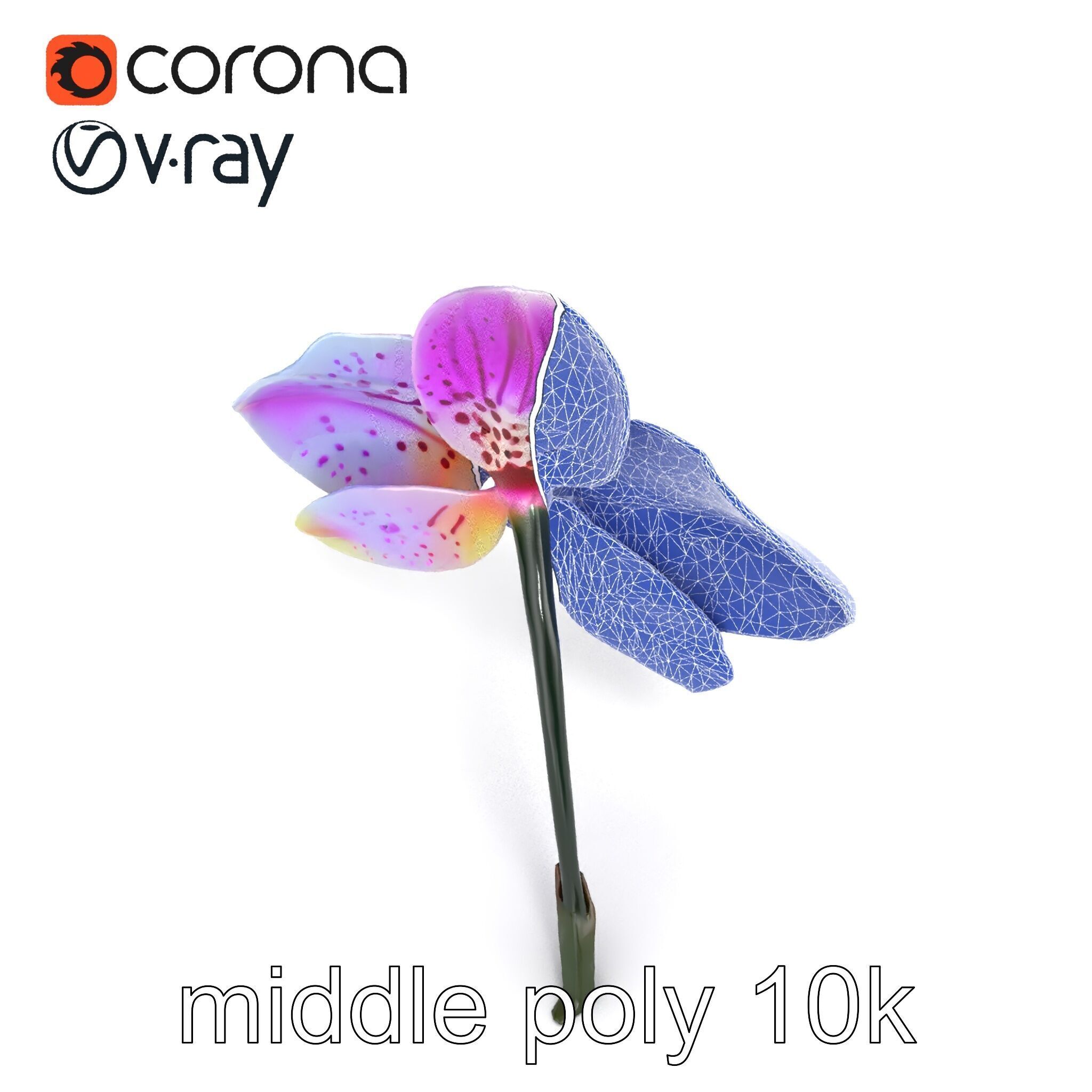 Vanda Orchid Flower Realistic 3D Model Pack Low-poly 3D model_16
