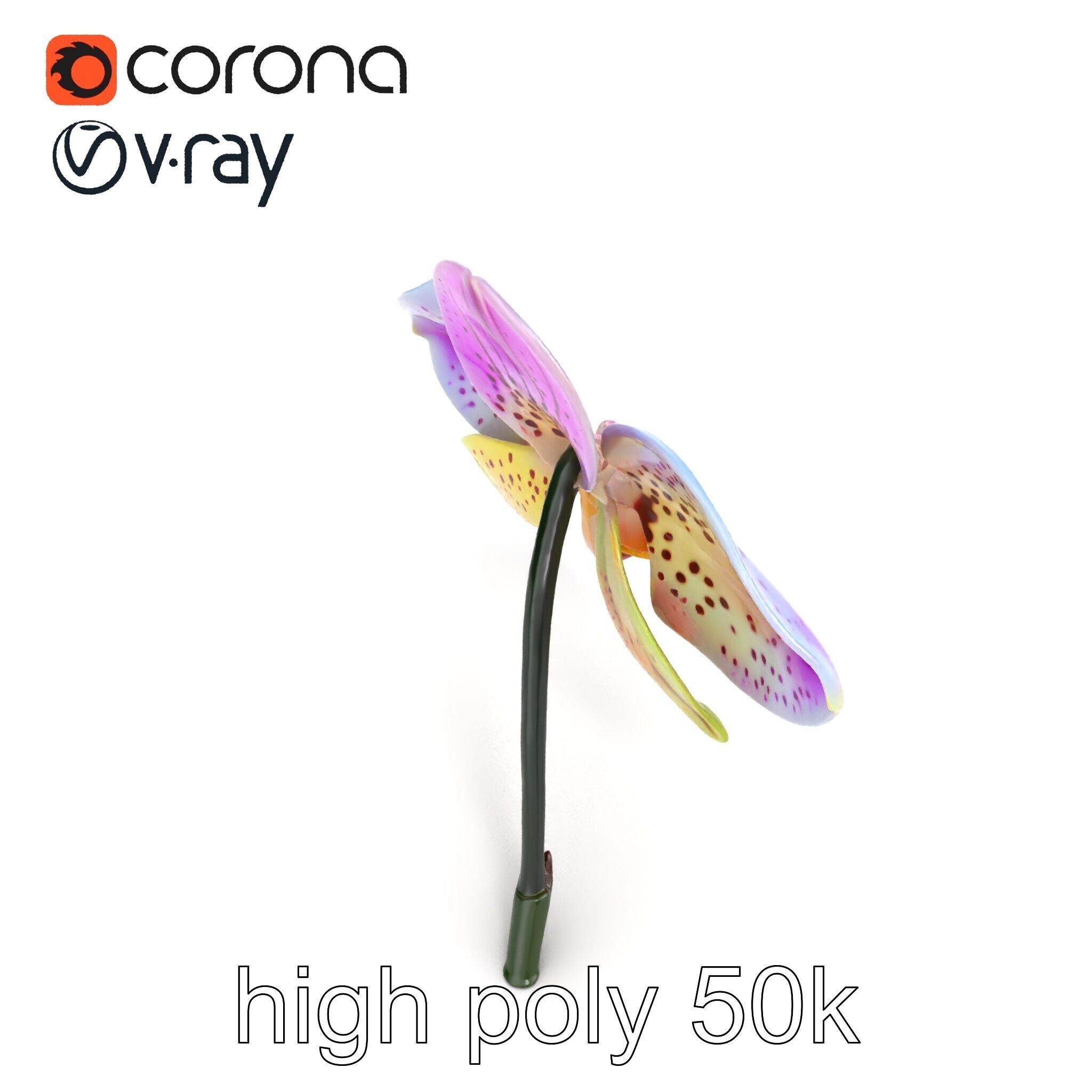 Vanda Orchid Flower Realistic 3D Model Pack Low-poly 3D model_25