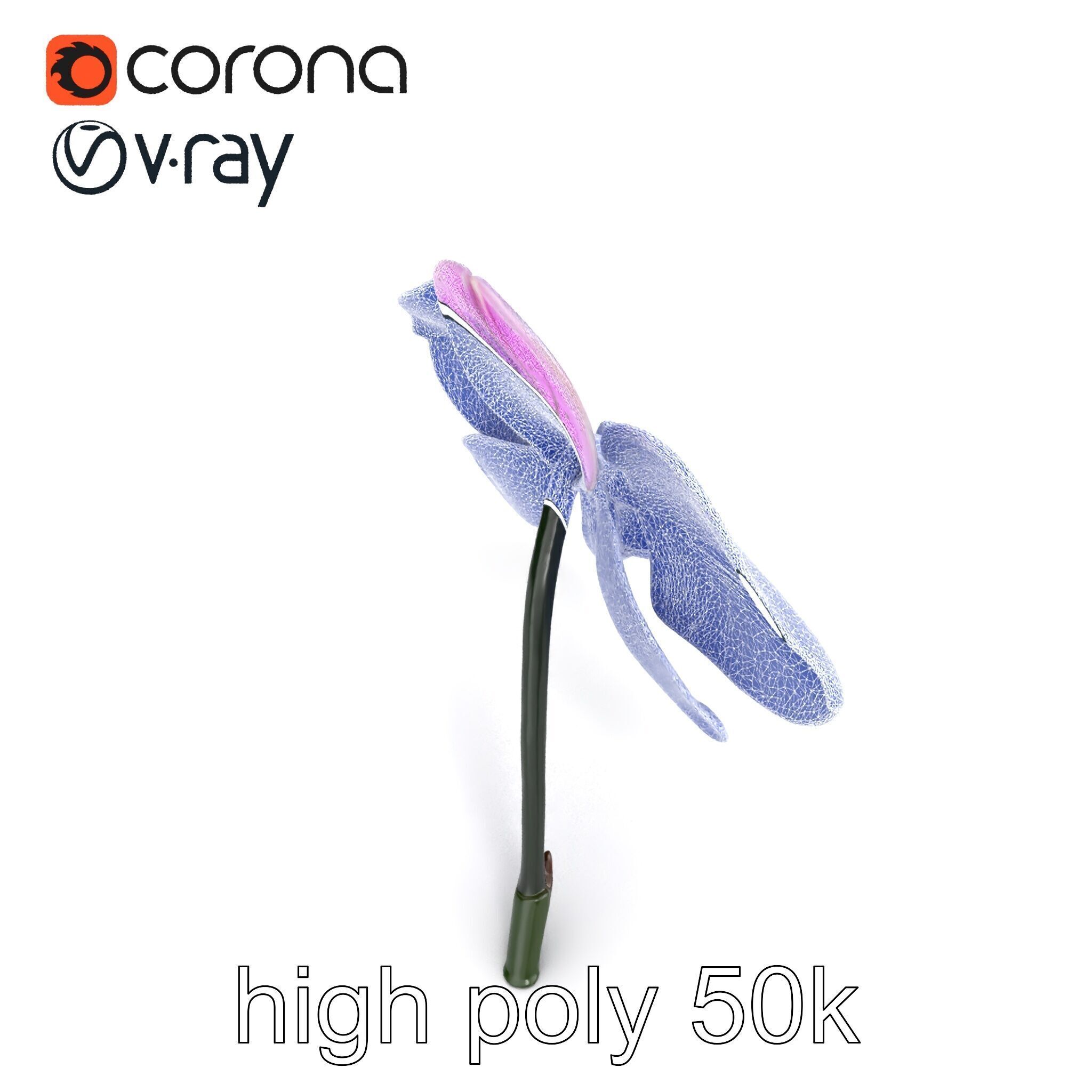 Vanda Orchid Flower Realistic 3D Model Pack Low-poly 3D model_13