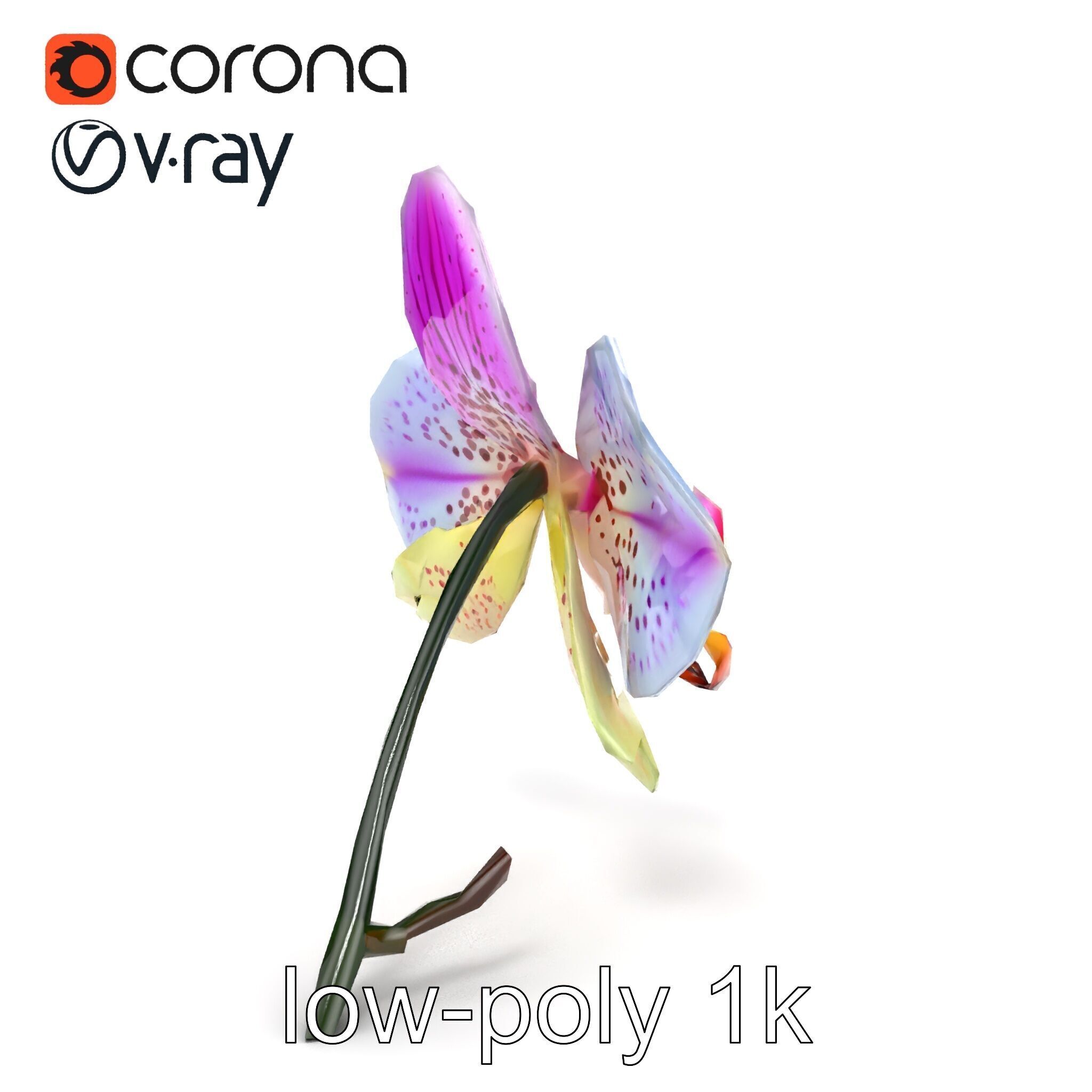 Vanda Orchid Flower Realistic 3D Model Pack Low-poly 3D model_14