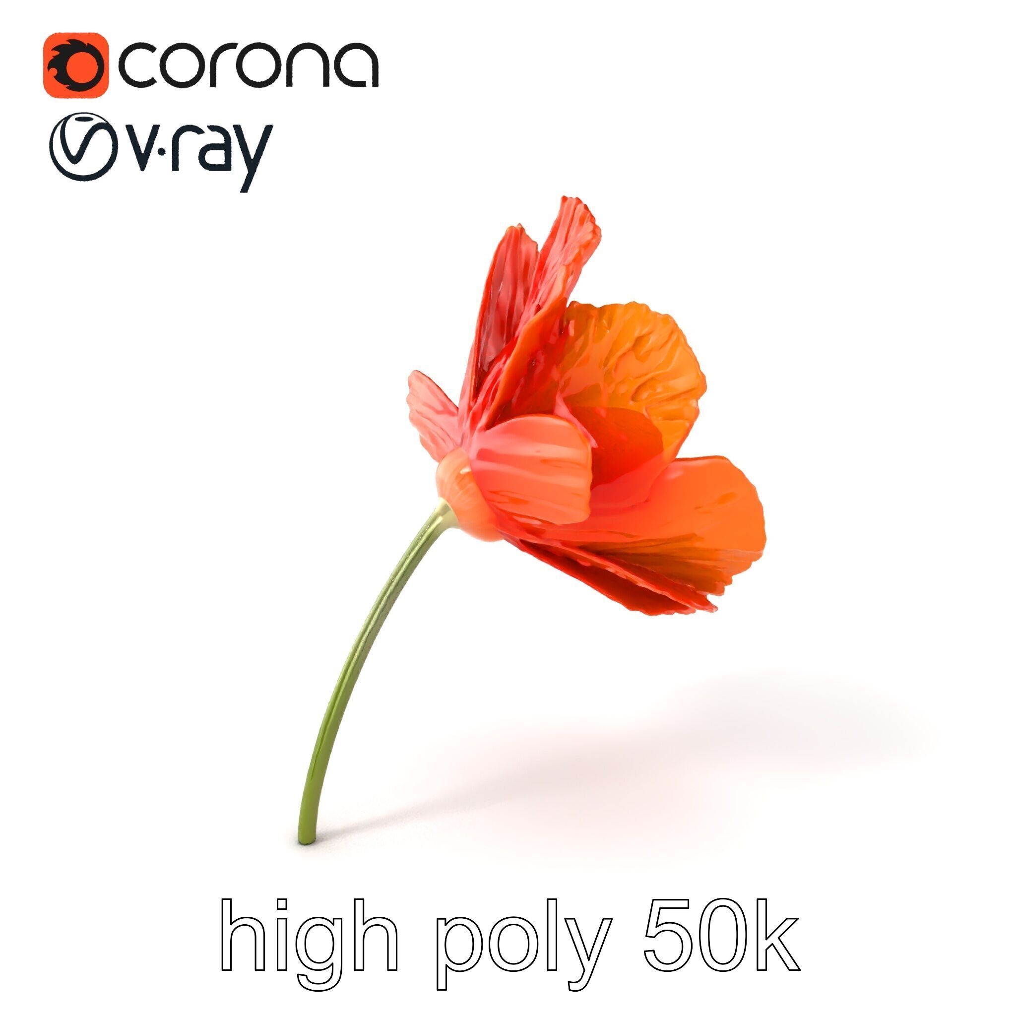 Orange Poppy Flower Realistic Botanical model pack Low-poly 3D model_2