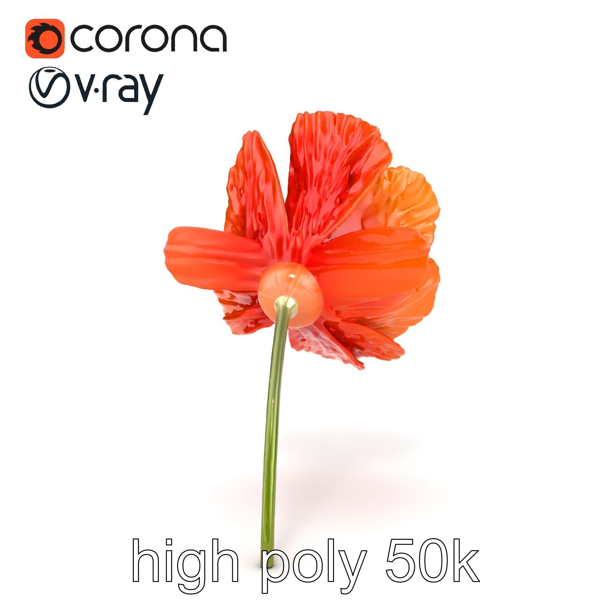 Orange Poppy Flower Realistic Botanical model pack Low-poly 3D model_15