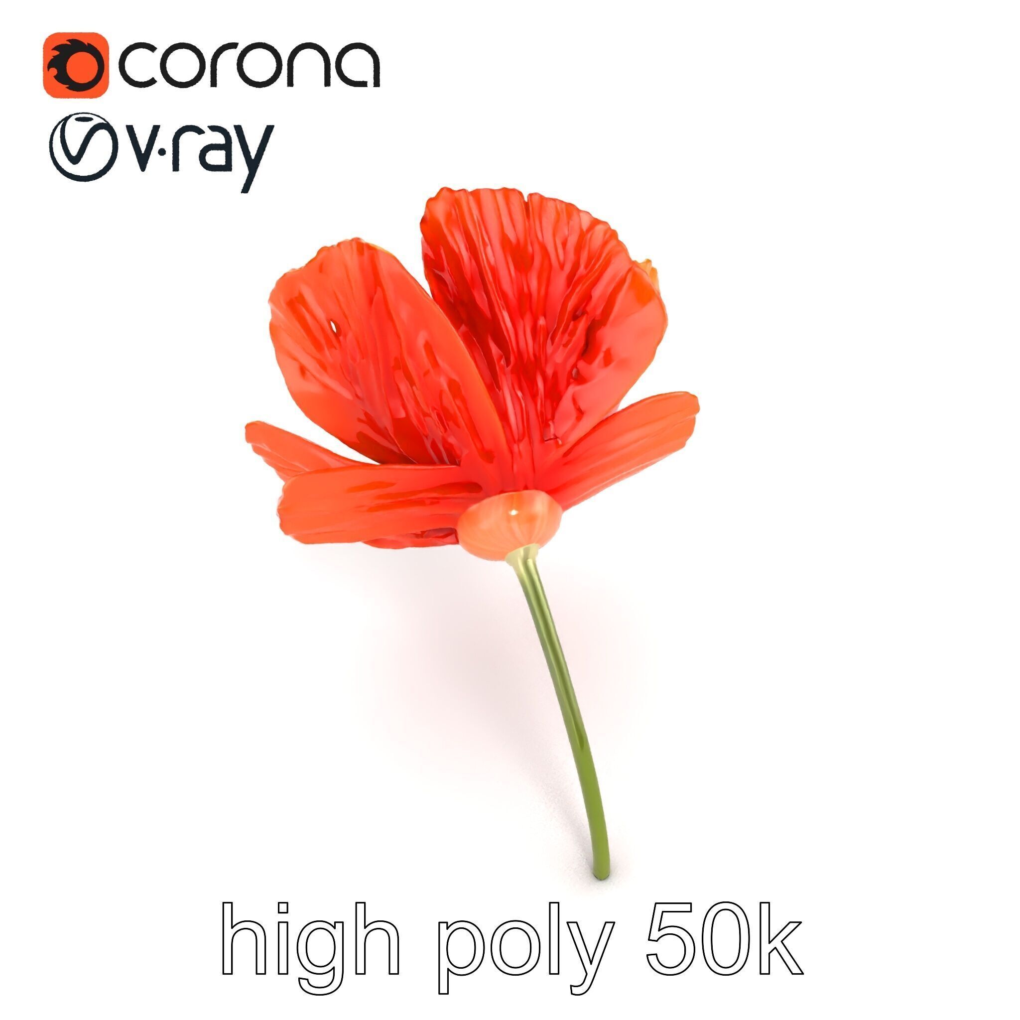 Orange Poppy Flower Realistic Botanical model pack Low-poly 3D model_22