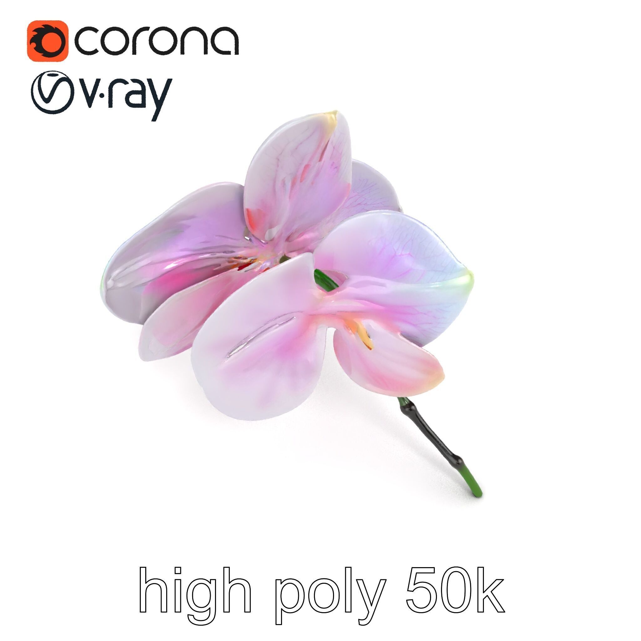 Detailed Phalaenopsis Orchid Flower model pack Low-poly 3D model_10