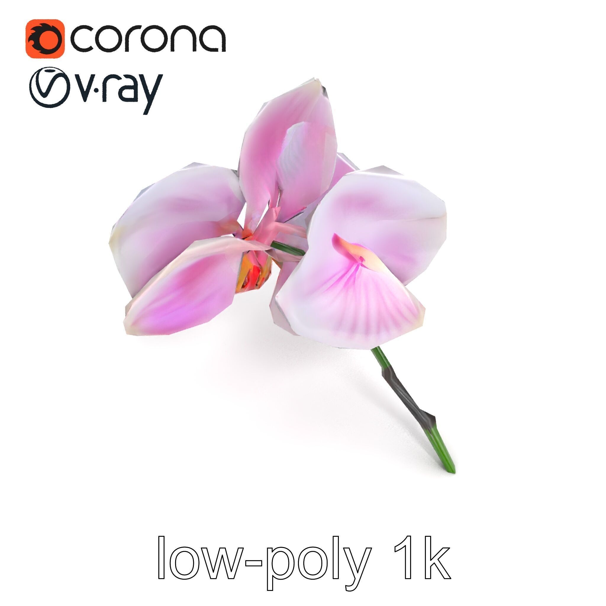 Detailed Phalaenopsis Orchid Flower model pack Low-poly 3D model_22