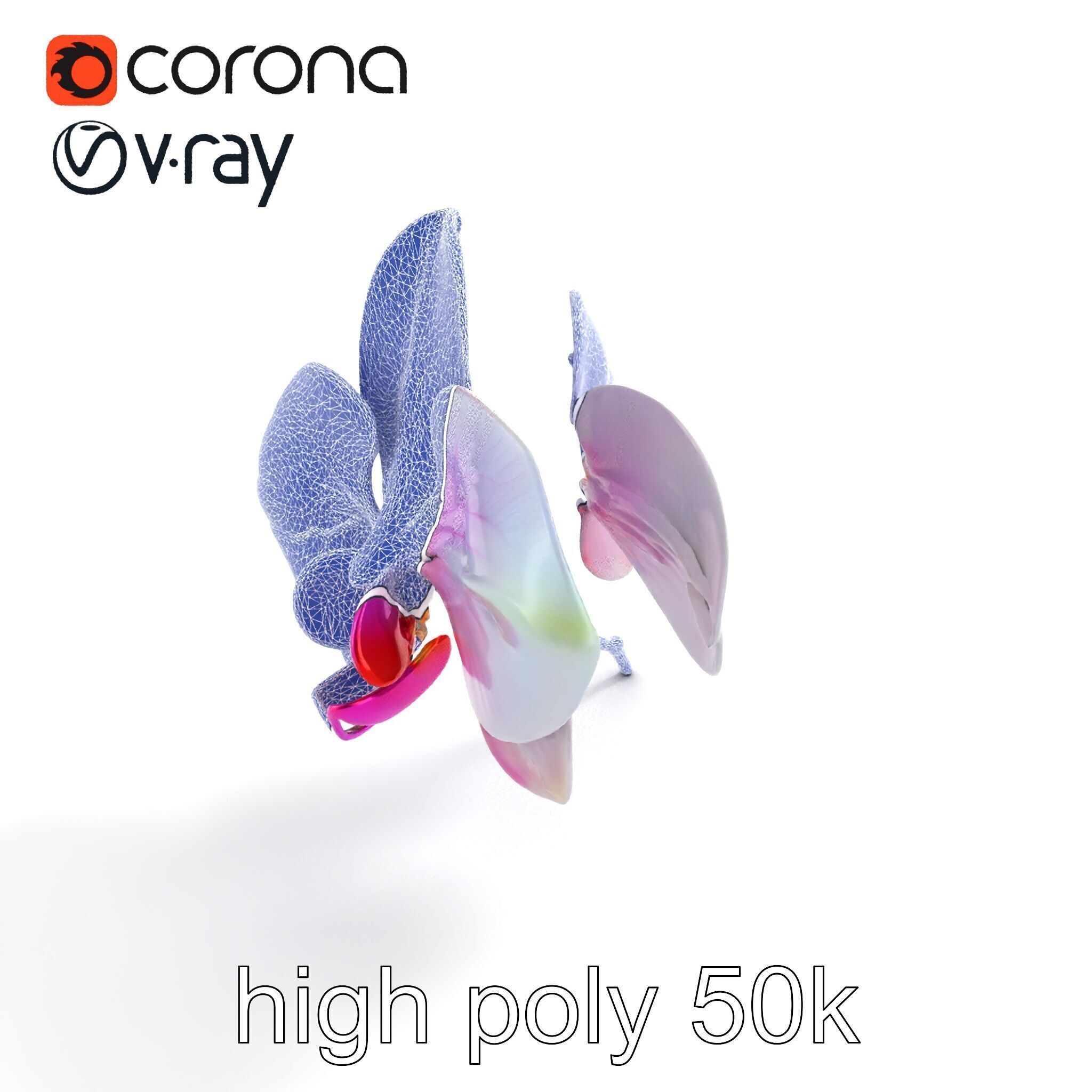 Detailed Phalaenopsis Orchid Flower model pack Low-poly 3D model_14