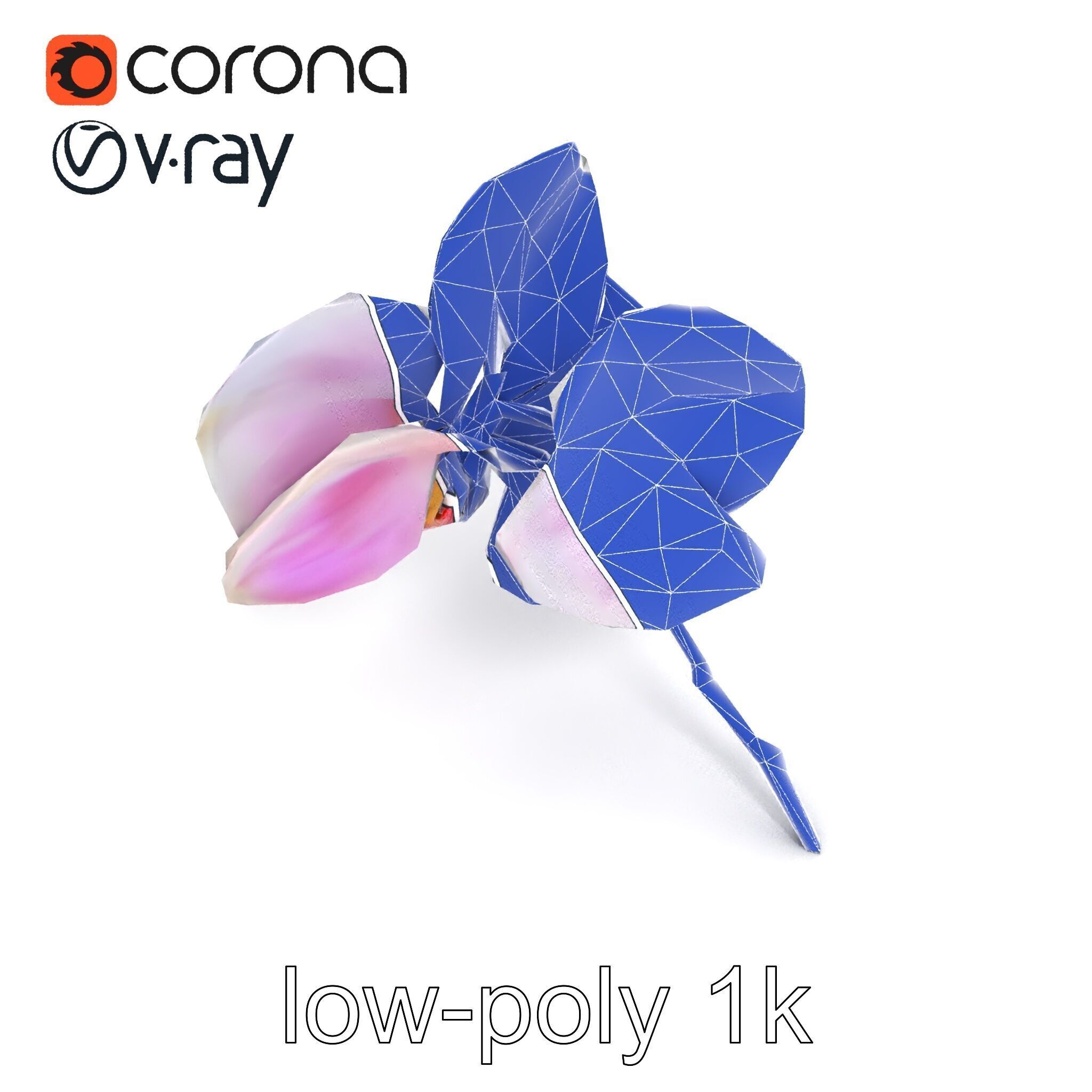 Detailed Phalaenopsis Orchid Flower model pack Low-poly 3D model_19