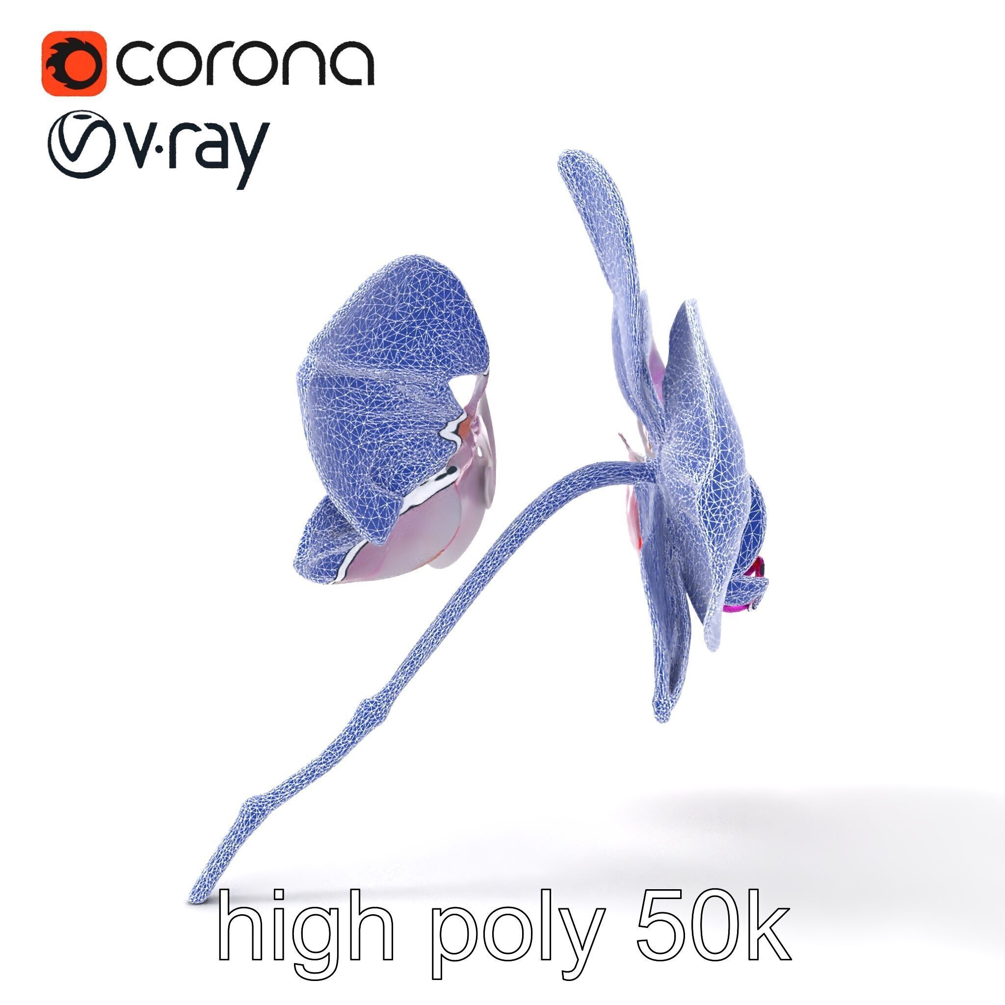 Detailed Phalaenopsis Orchid Flower model pack Low-poly 3D model_23