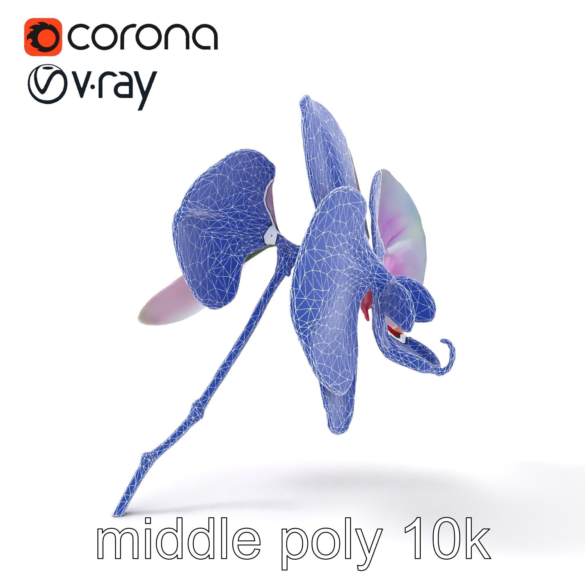 Detailed Phalaenopsis Orchid Flower model pack Low-poly 3D model_28