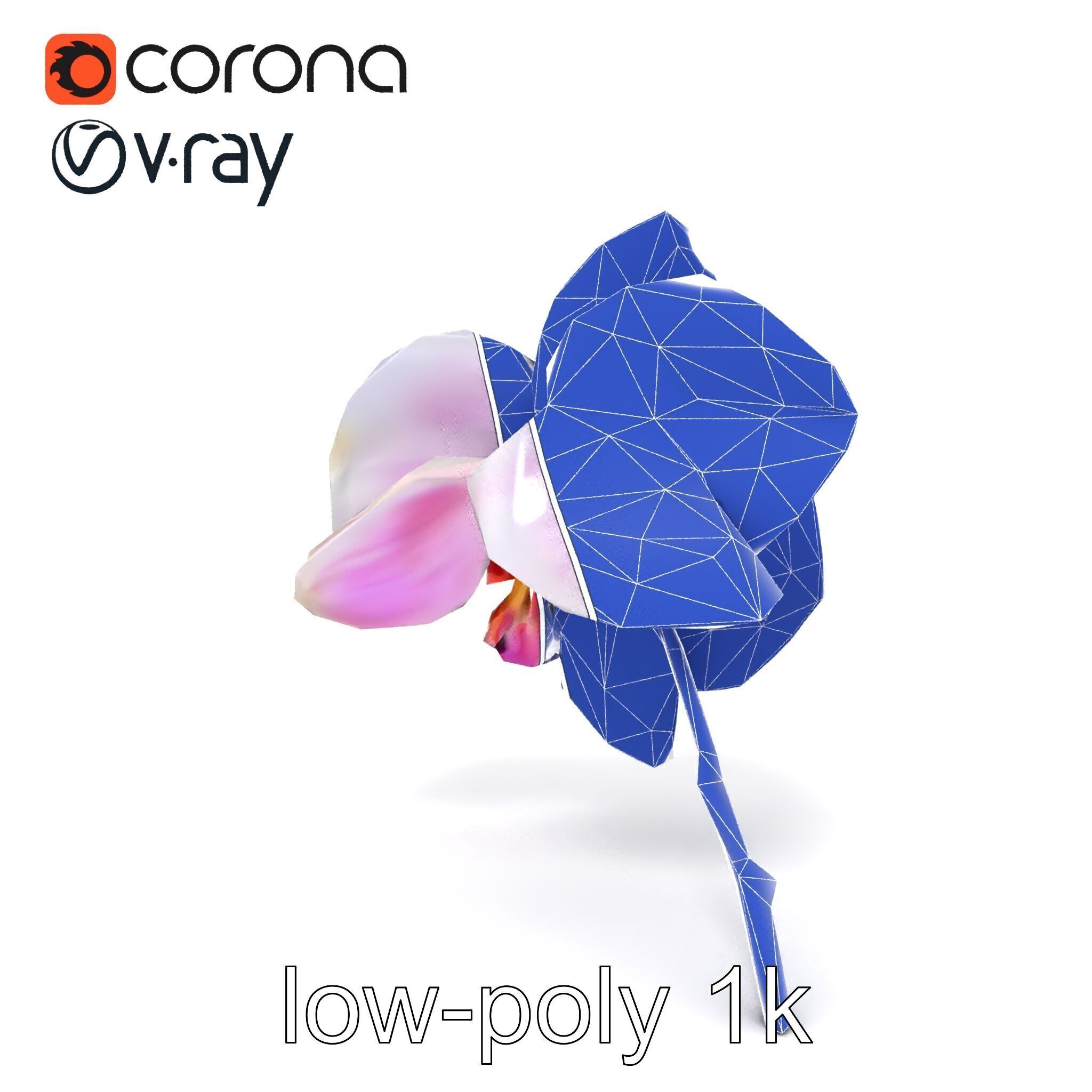 Detailed Phalaenopsis Orchid Flower model pack Low-poly 3D model_27