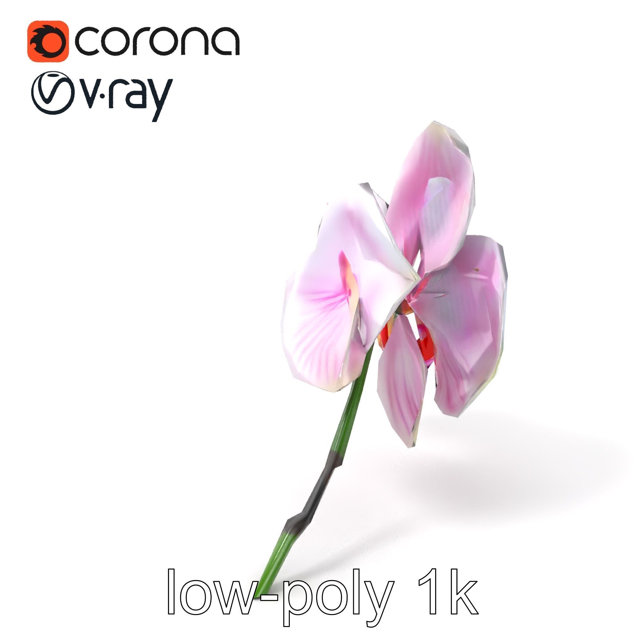 Detailed Phalaenopsis Orchid Flower model pack Low-poly 3D model_4