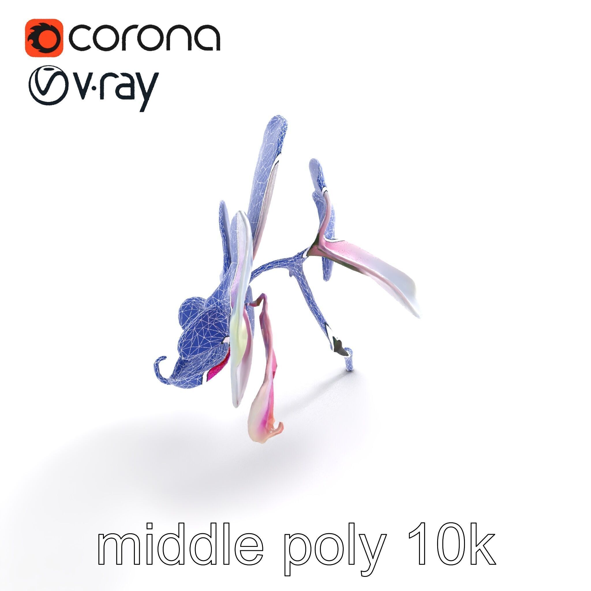 Detailed Phalaenopsis Orchid Flower model pack Low-poly 3D model_11