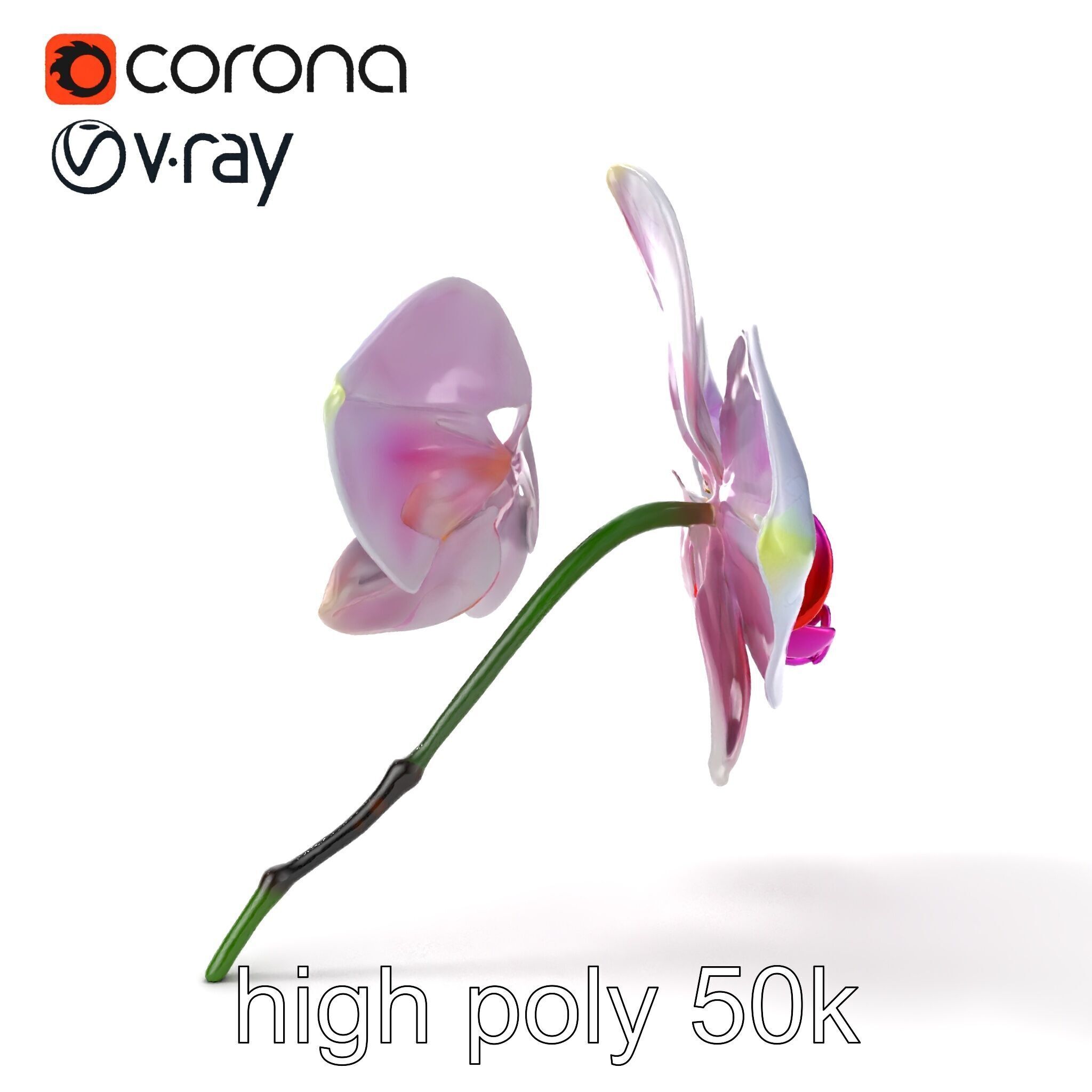 Detailed Phalaenopsis Orchid Flower model pack Low-poly 3D model_18