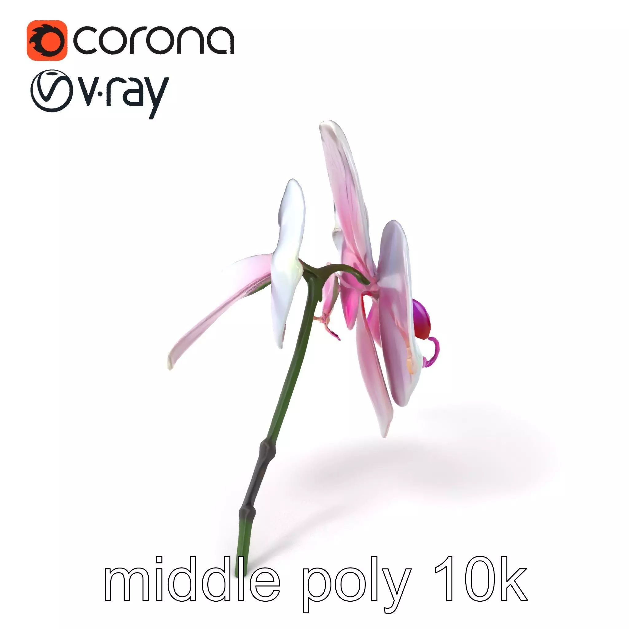 Detailed Phalaenopsis Orchid Flower model pack Low-poly 3D model_0